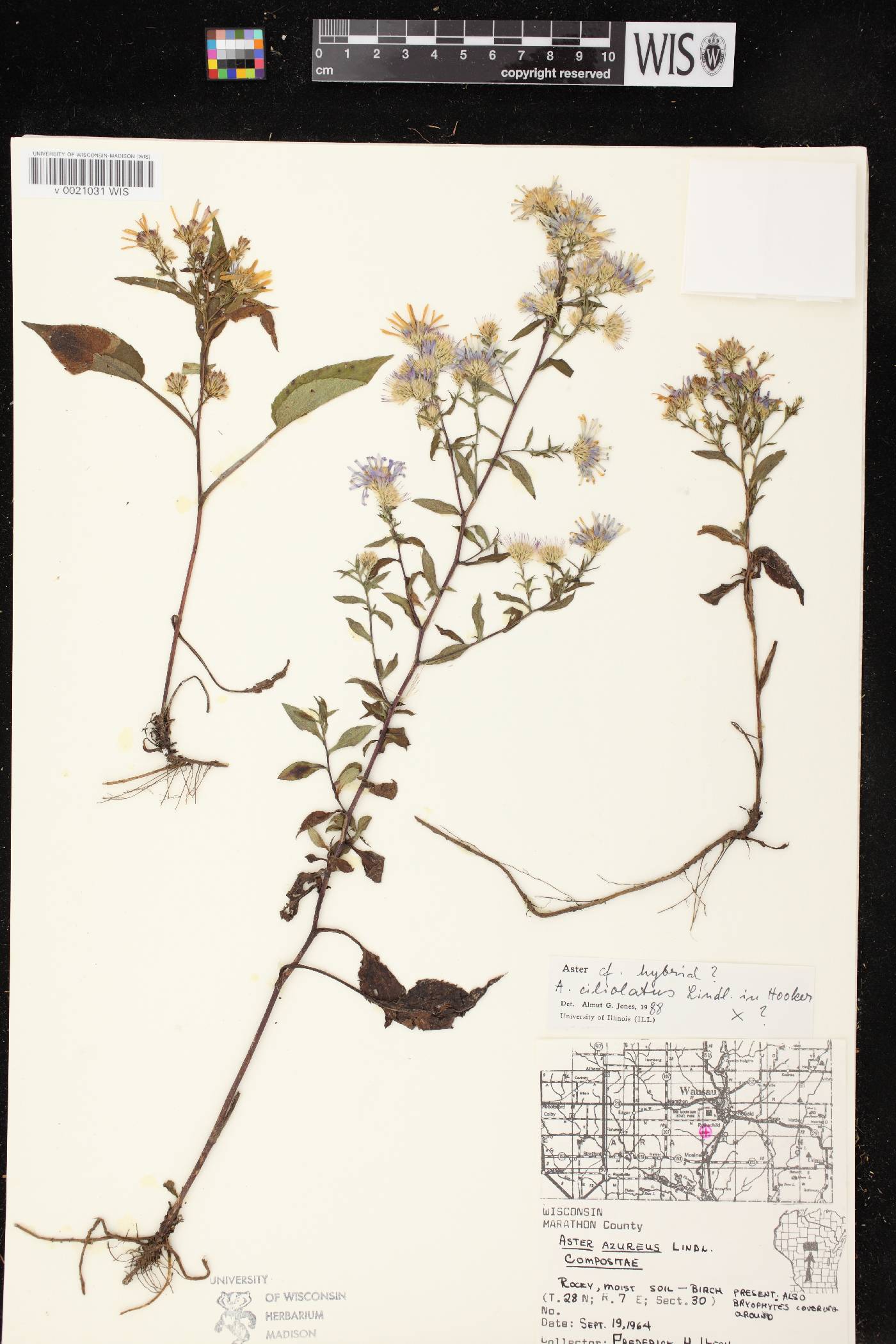 Symphyotrichum ciliolatum image