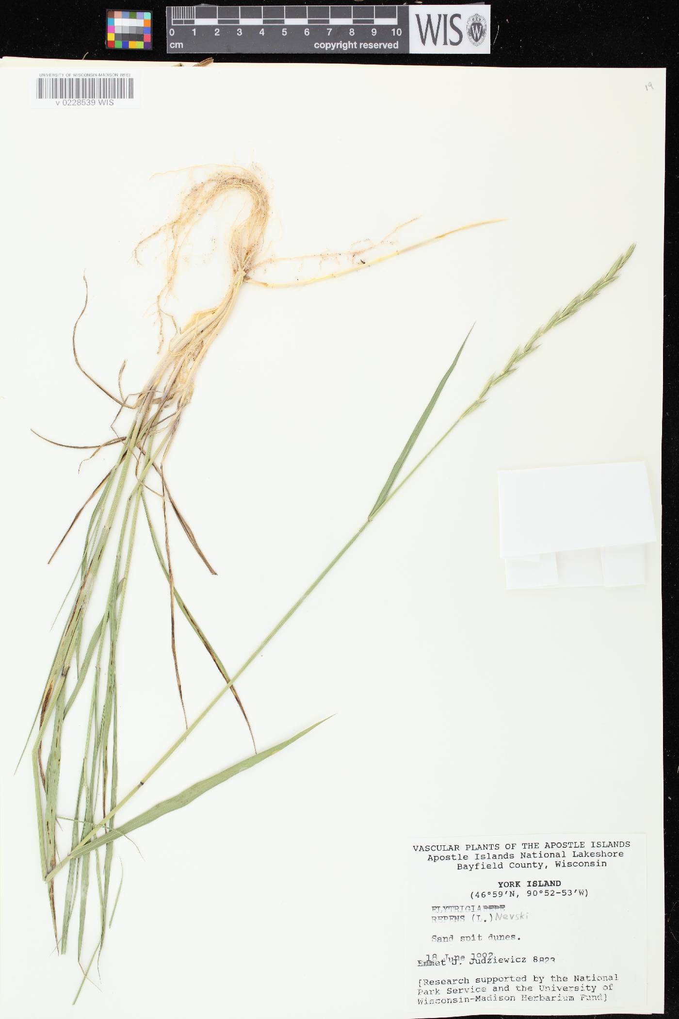 Elymus repens image