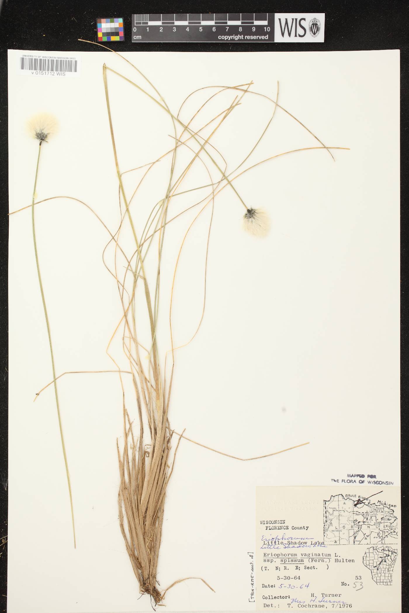 Eriophorum vaginatum image