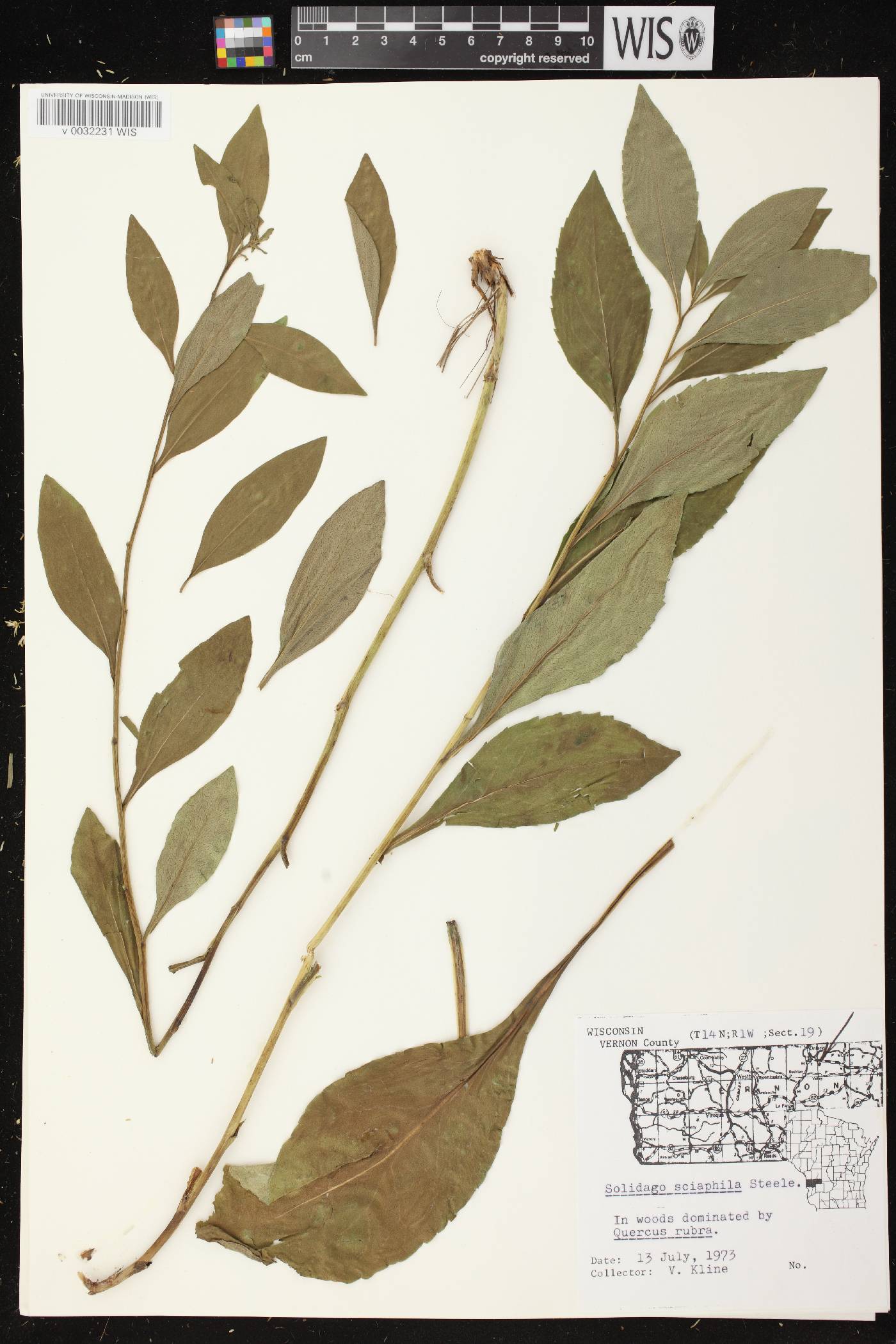 Solidago sciaphila image