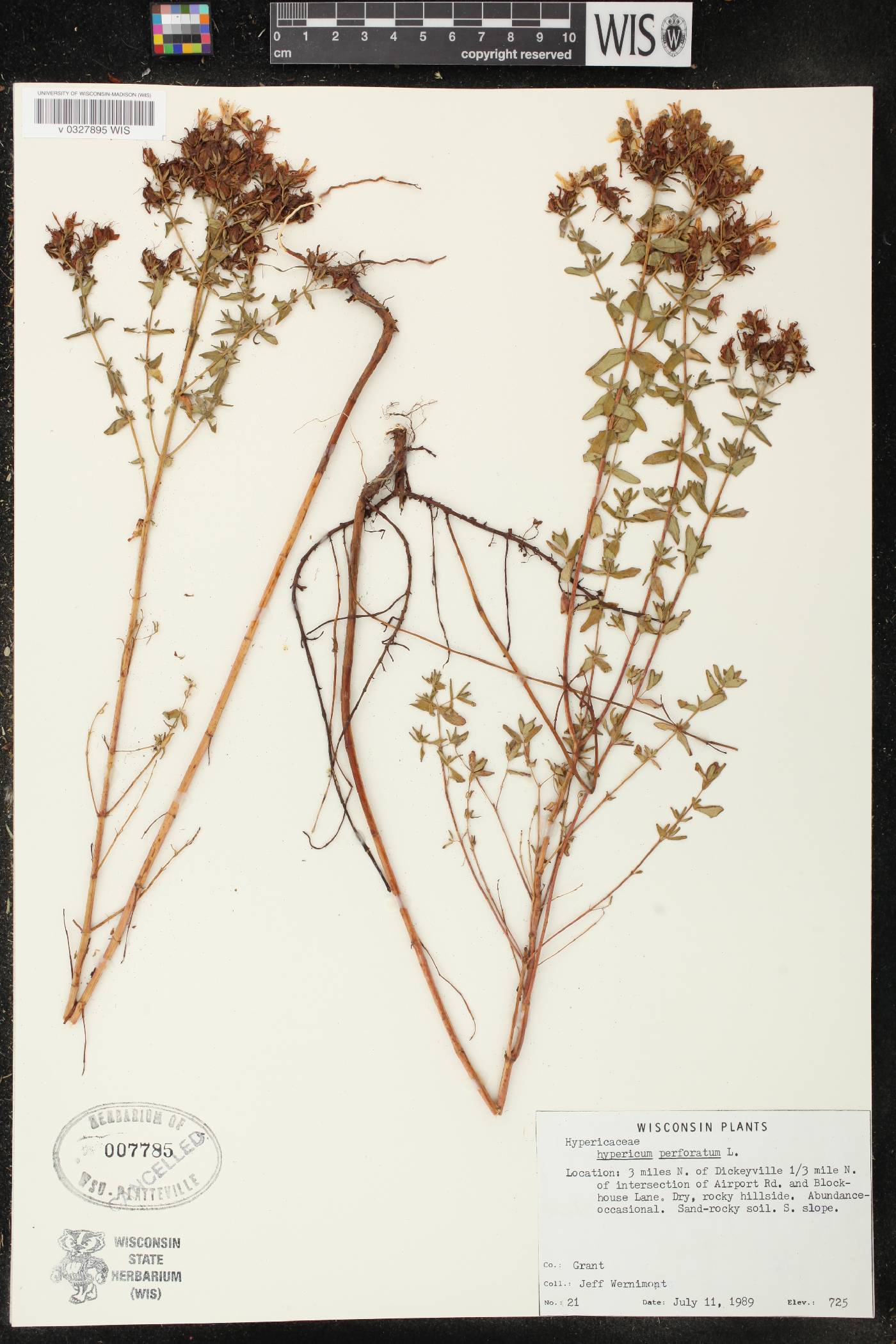 Hypericum perforatum image