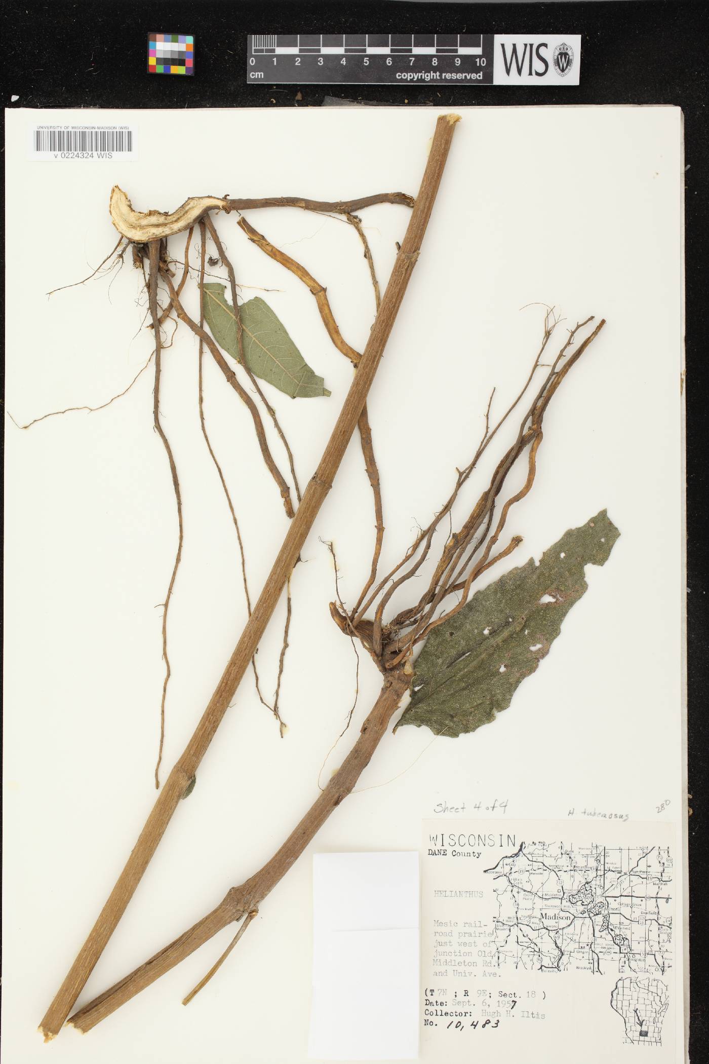 Helianthus tuberosus image