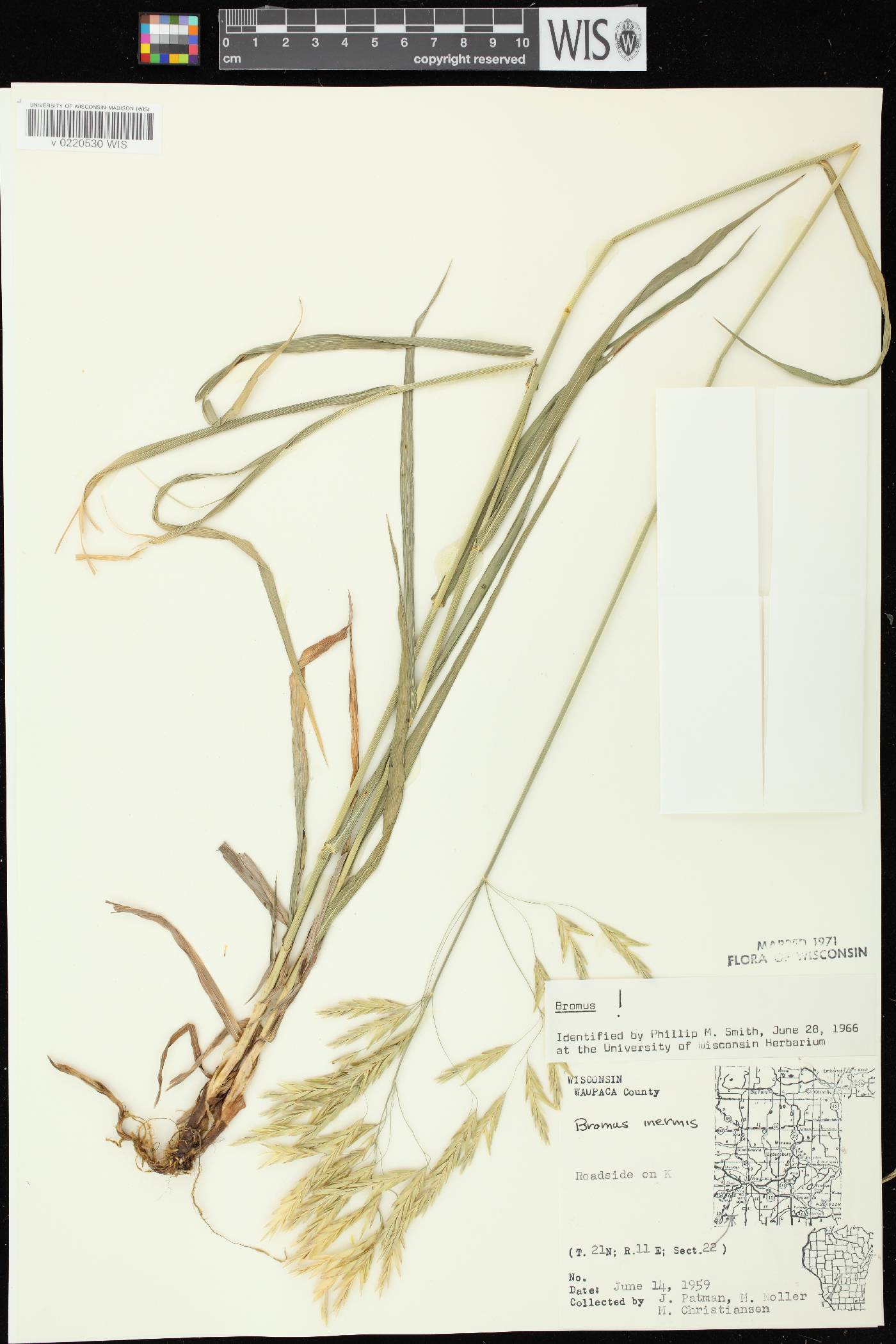Bromus inermis image
