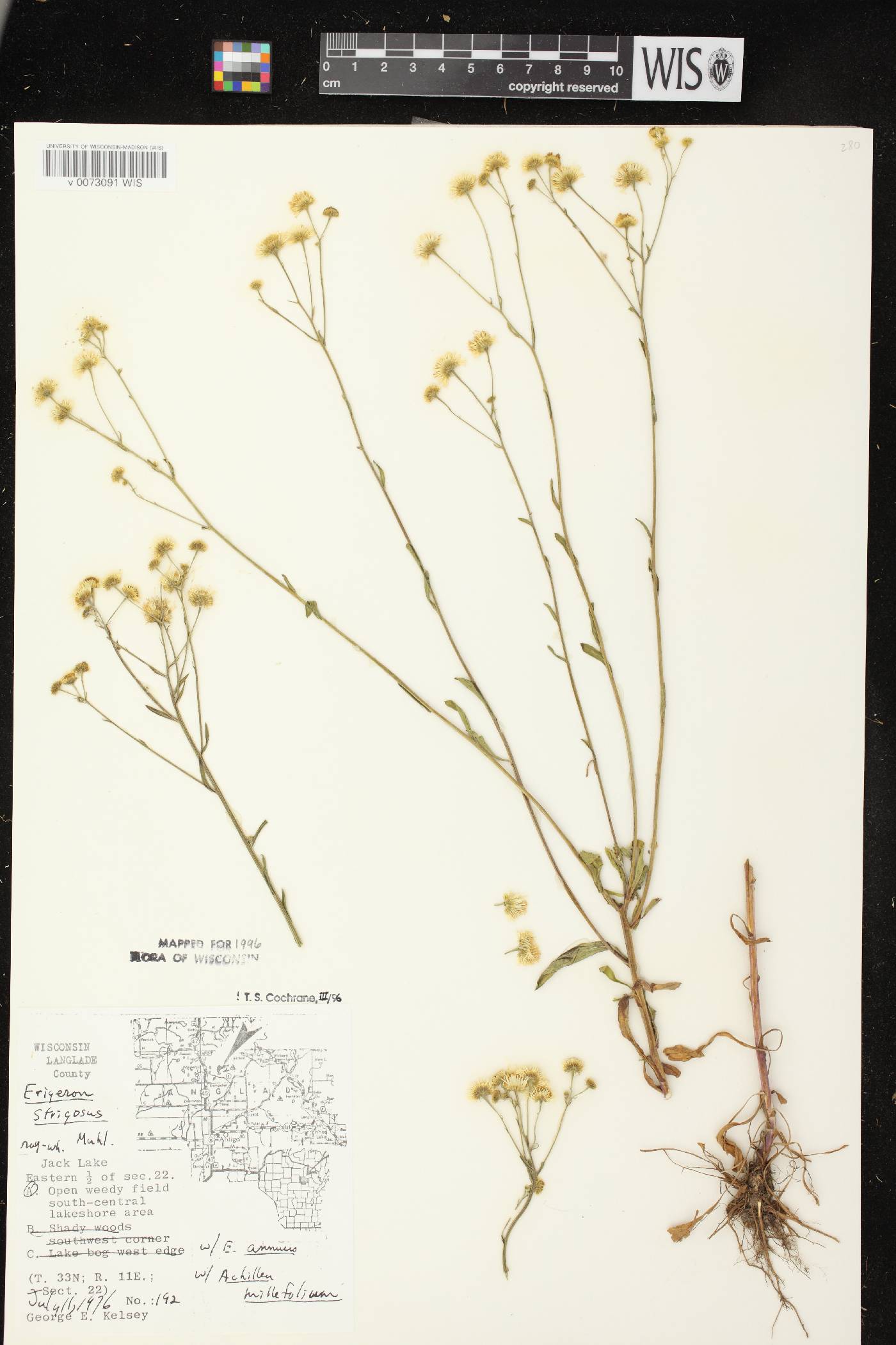 Erigeron strigosus image