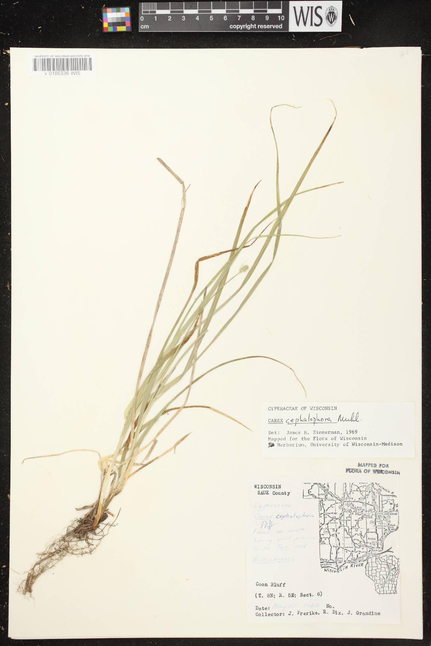 Carex cephalophora image