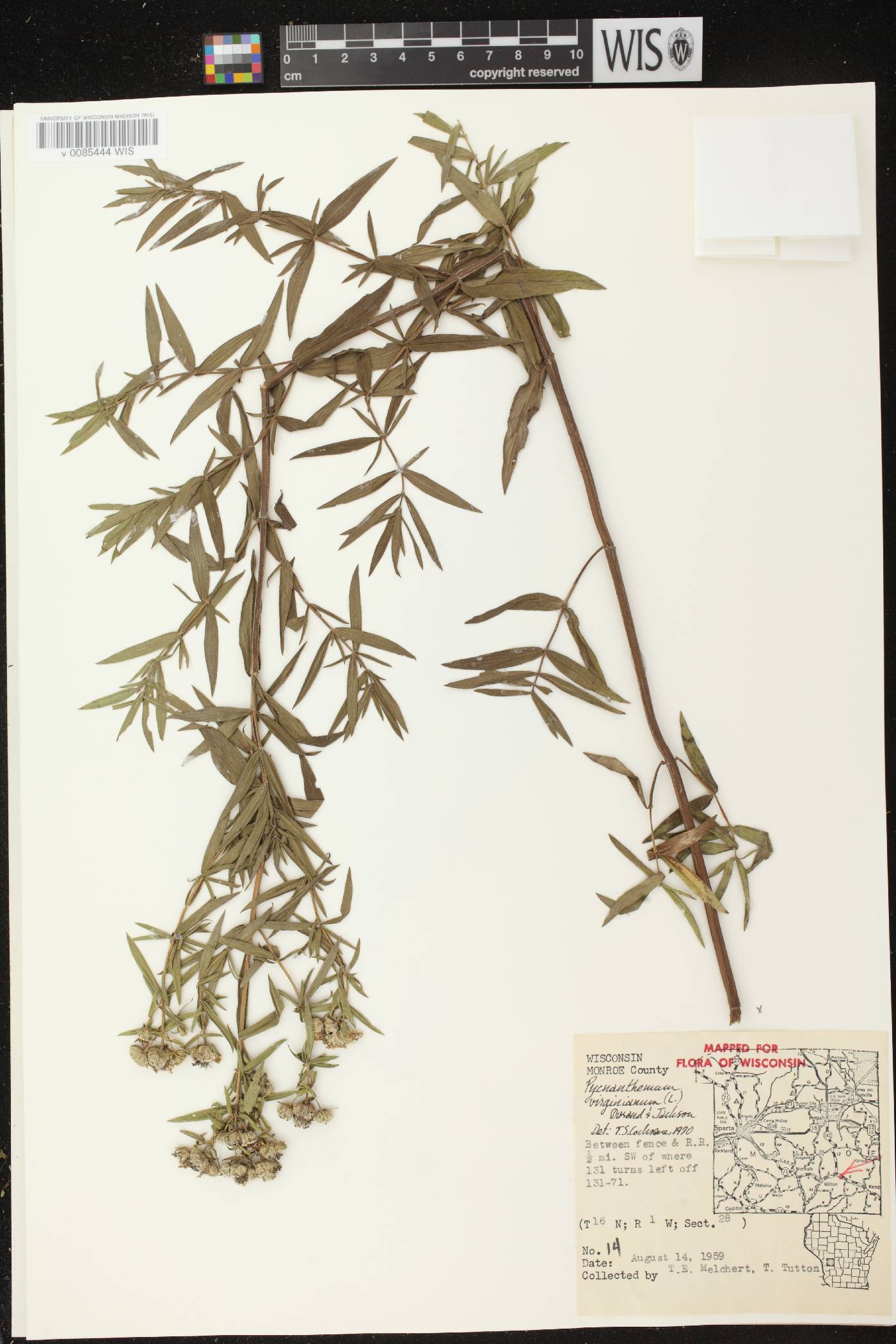 Pycnanthemum virginianum image