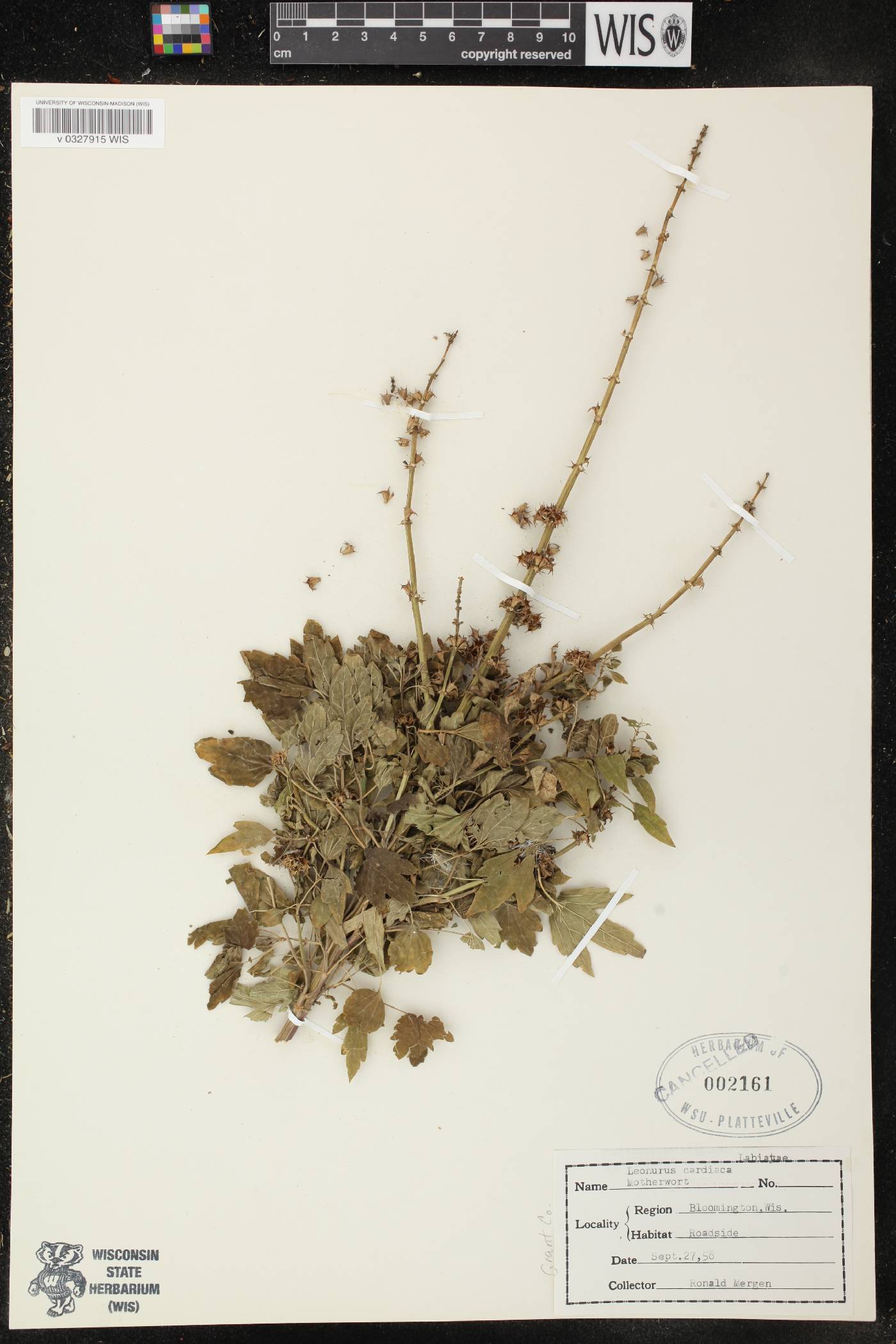 Leonurus cardiaca image