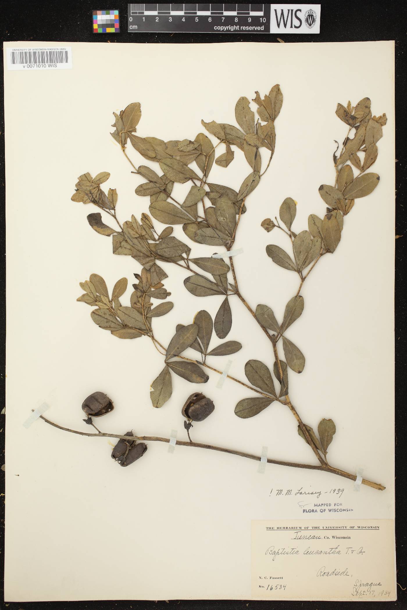 Baptisia lactea image