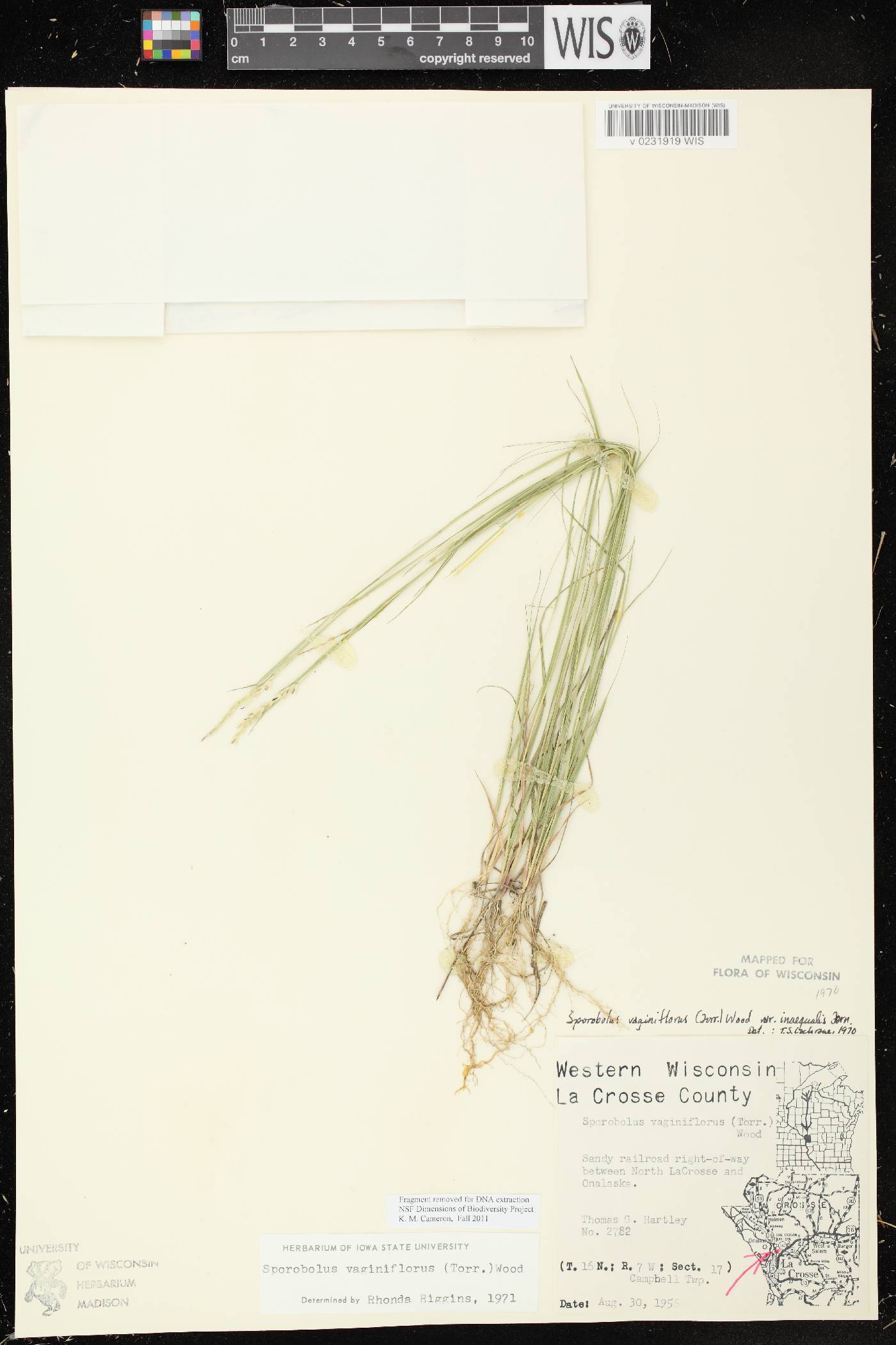 Sporobolus vaginiflorus var. vaginiflorus image