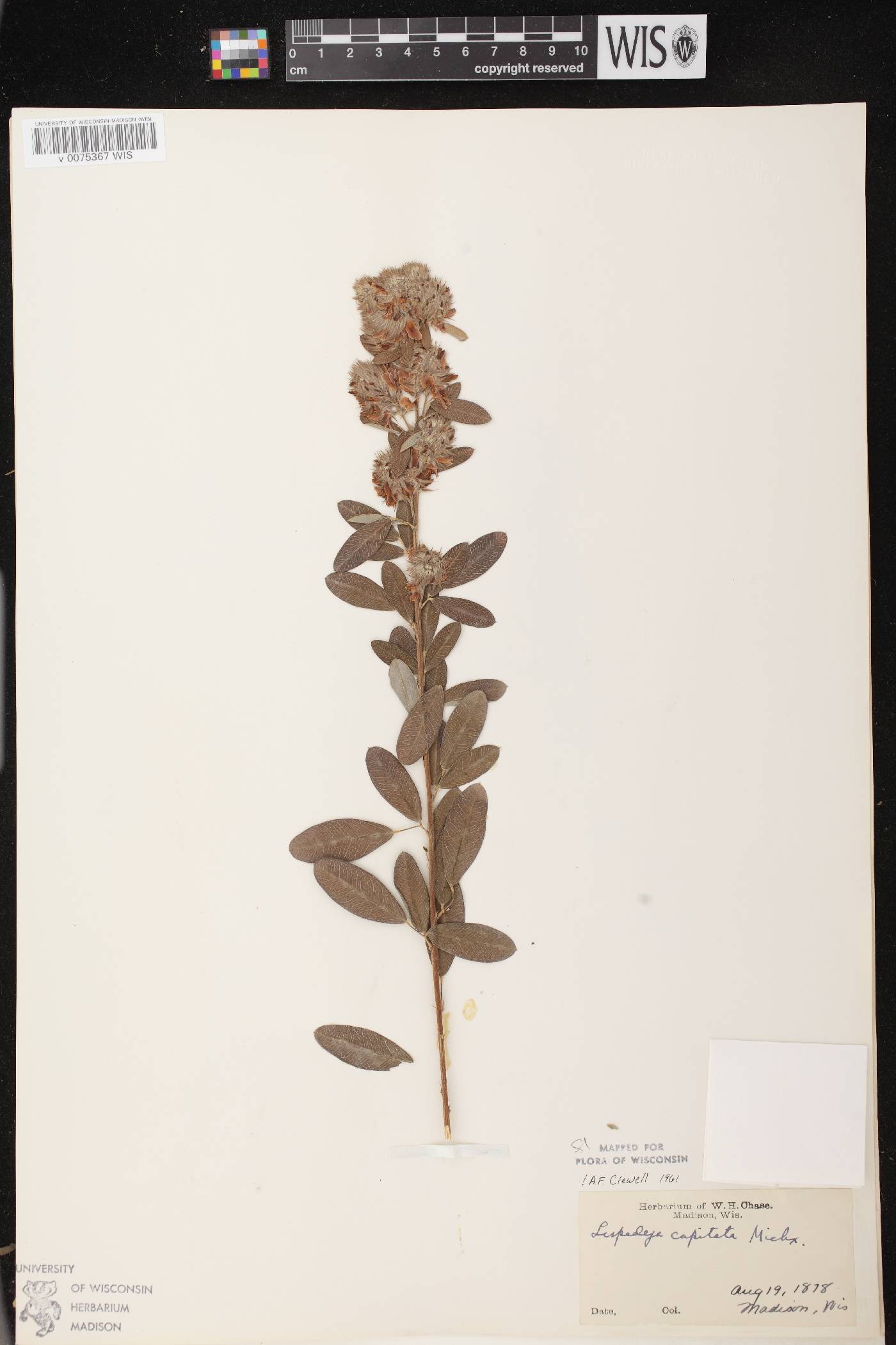 Lespedeza capitata image
