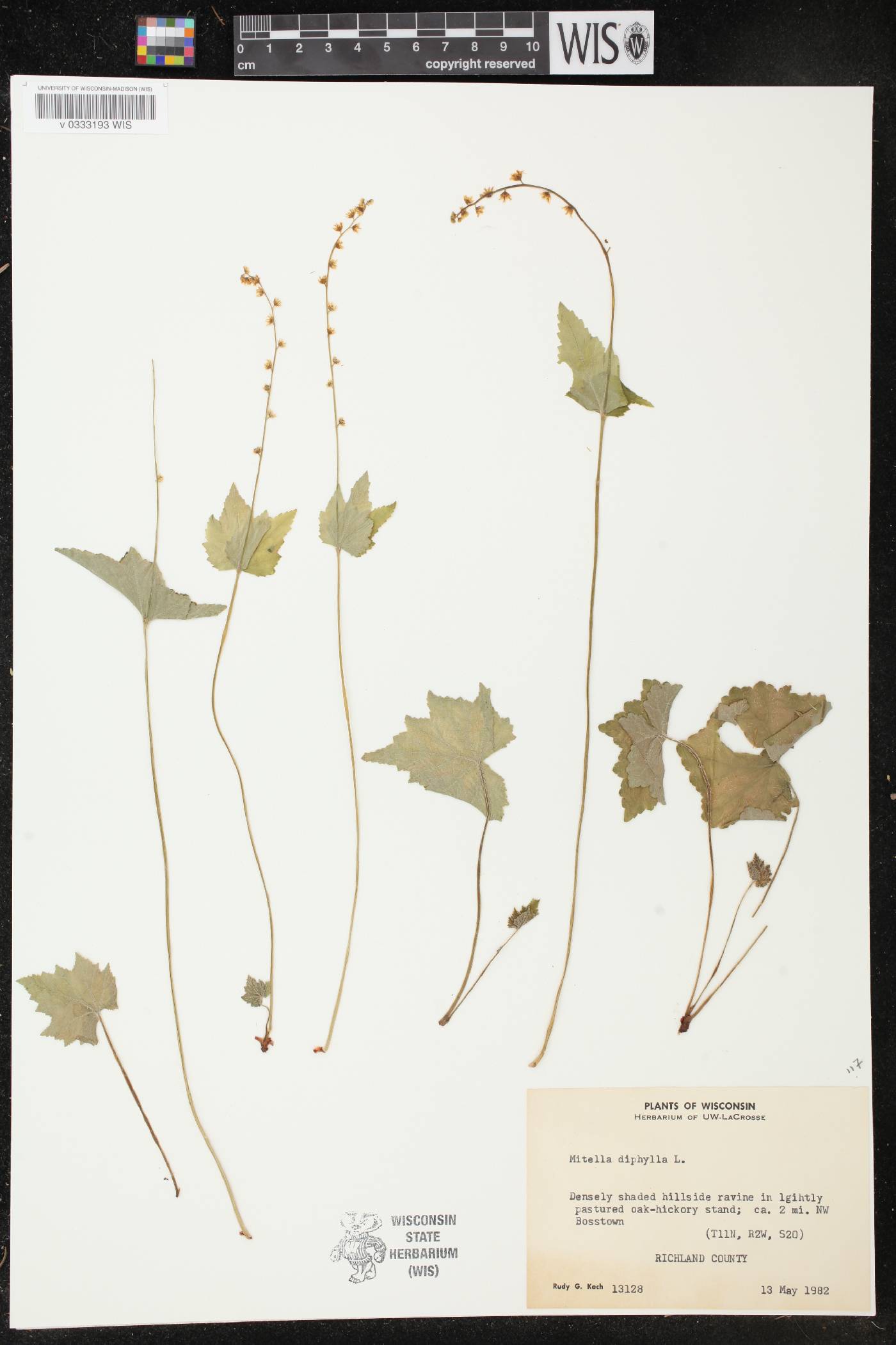 Mitella diphylla image