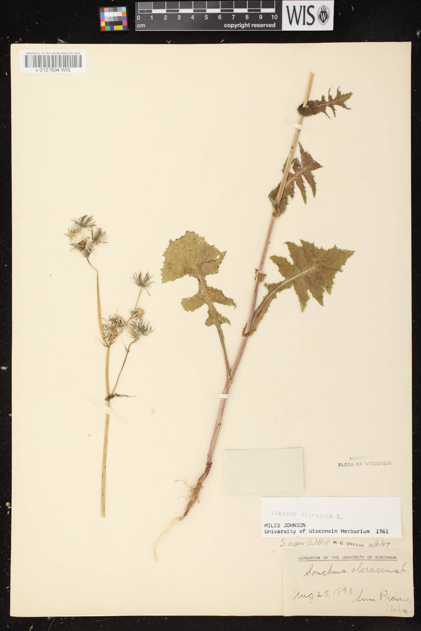 Sonchus oleraceus image
