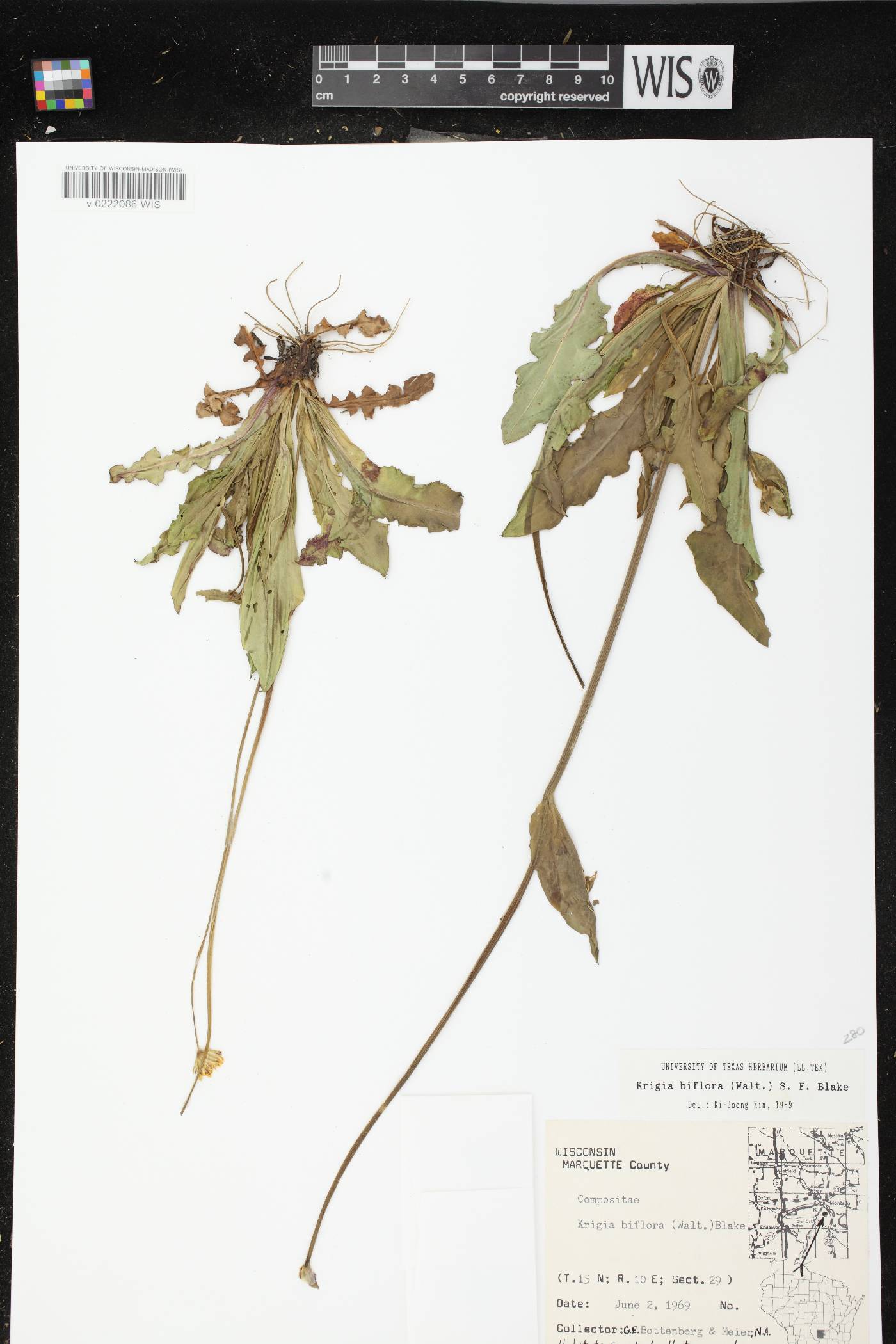 Krigia biflora image