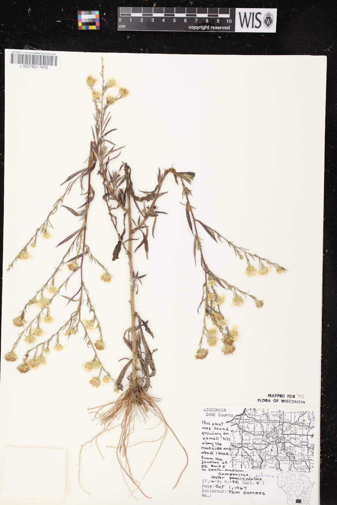 Symphyotrichum pilosum image