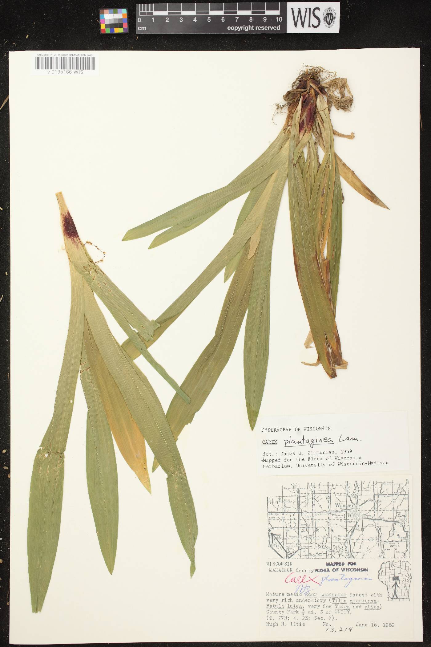 Carex plantaginea image