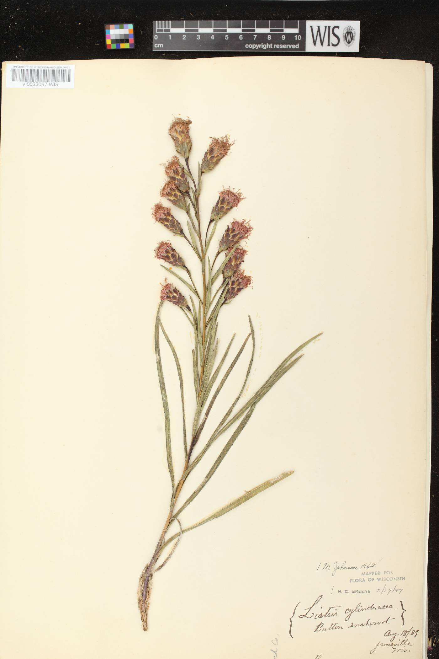 Liatris cylindracea image