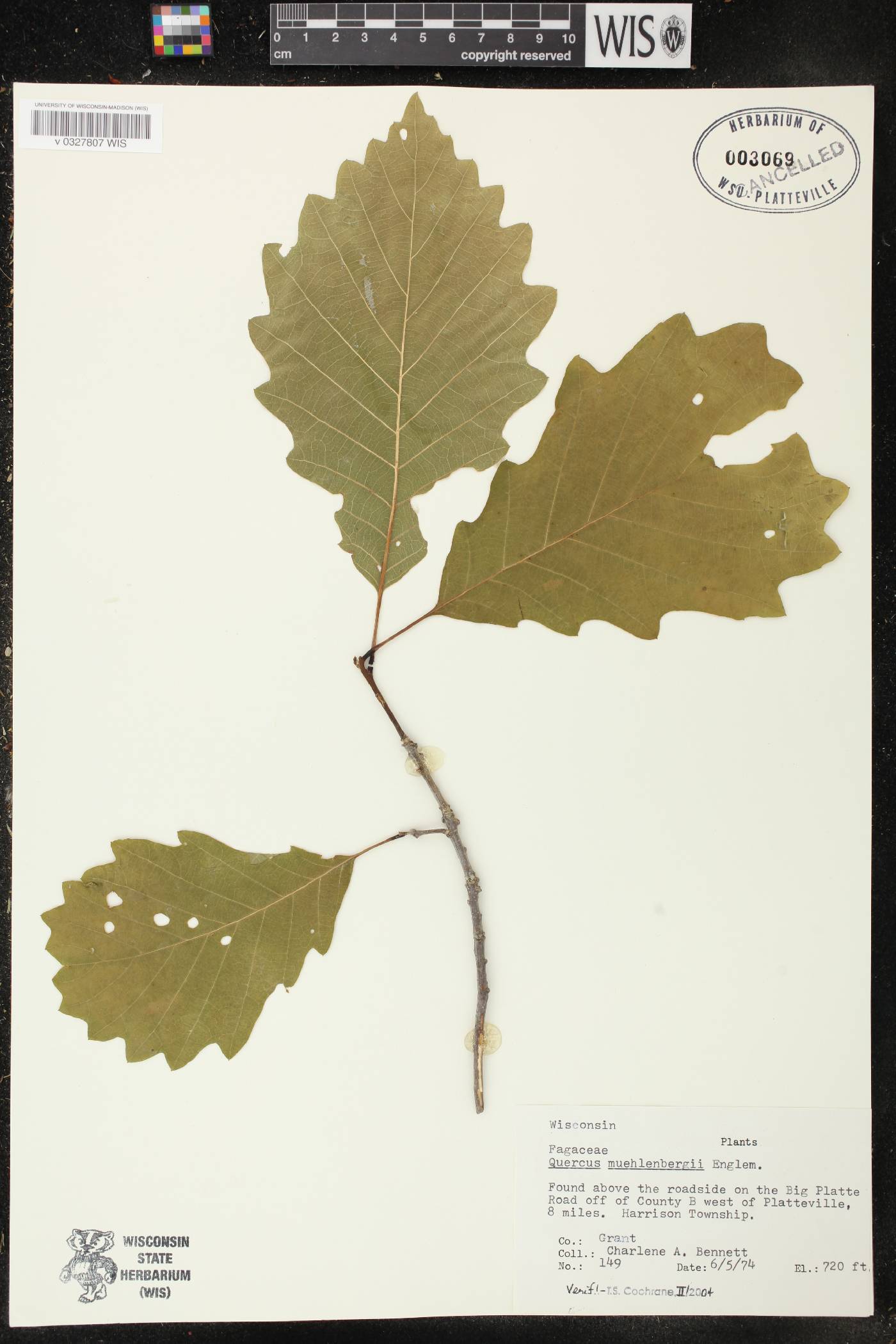 Quercus muhlenbergii image
