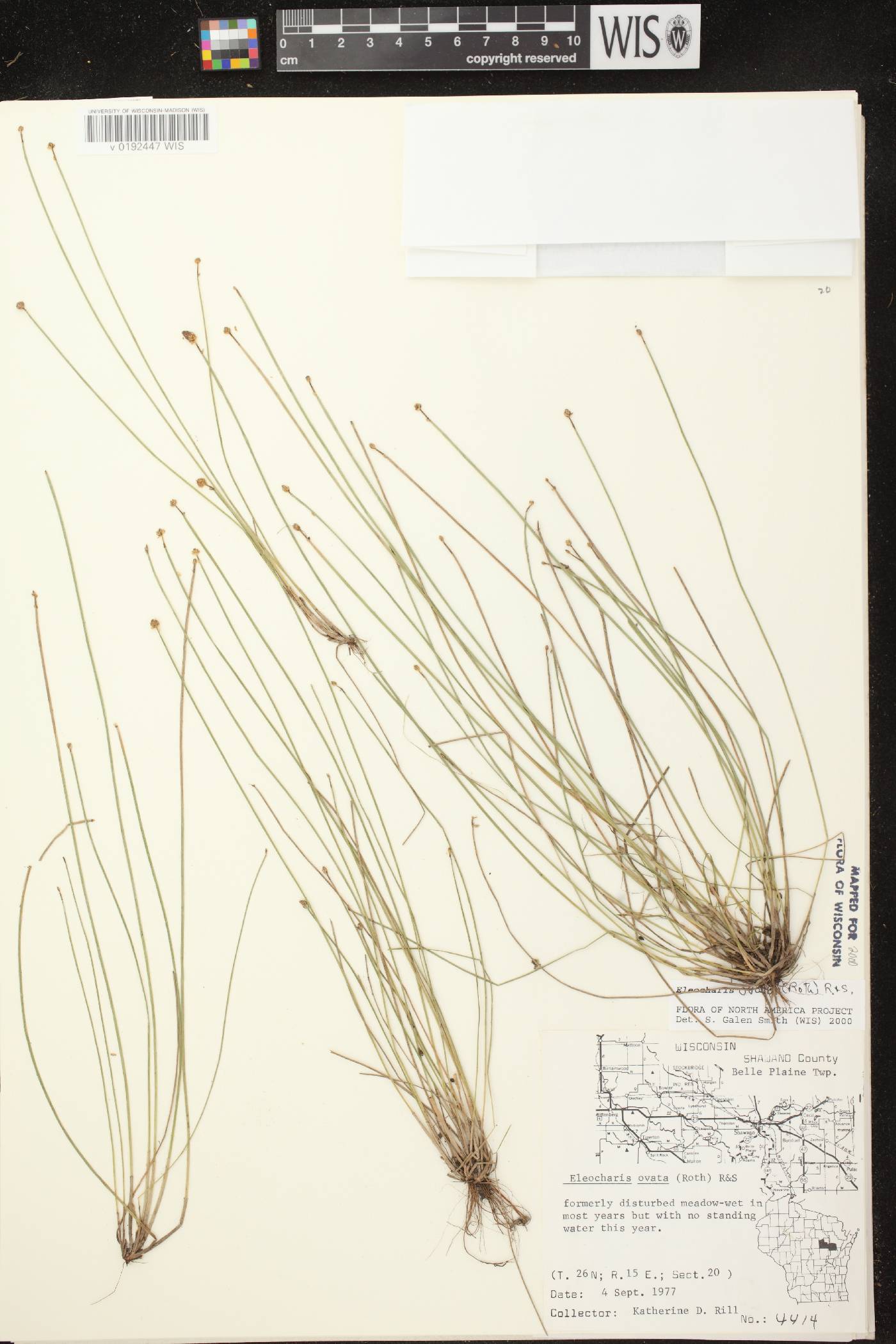 Eleocharis ovata image