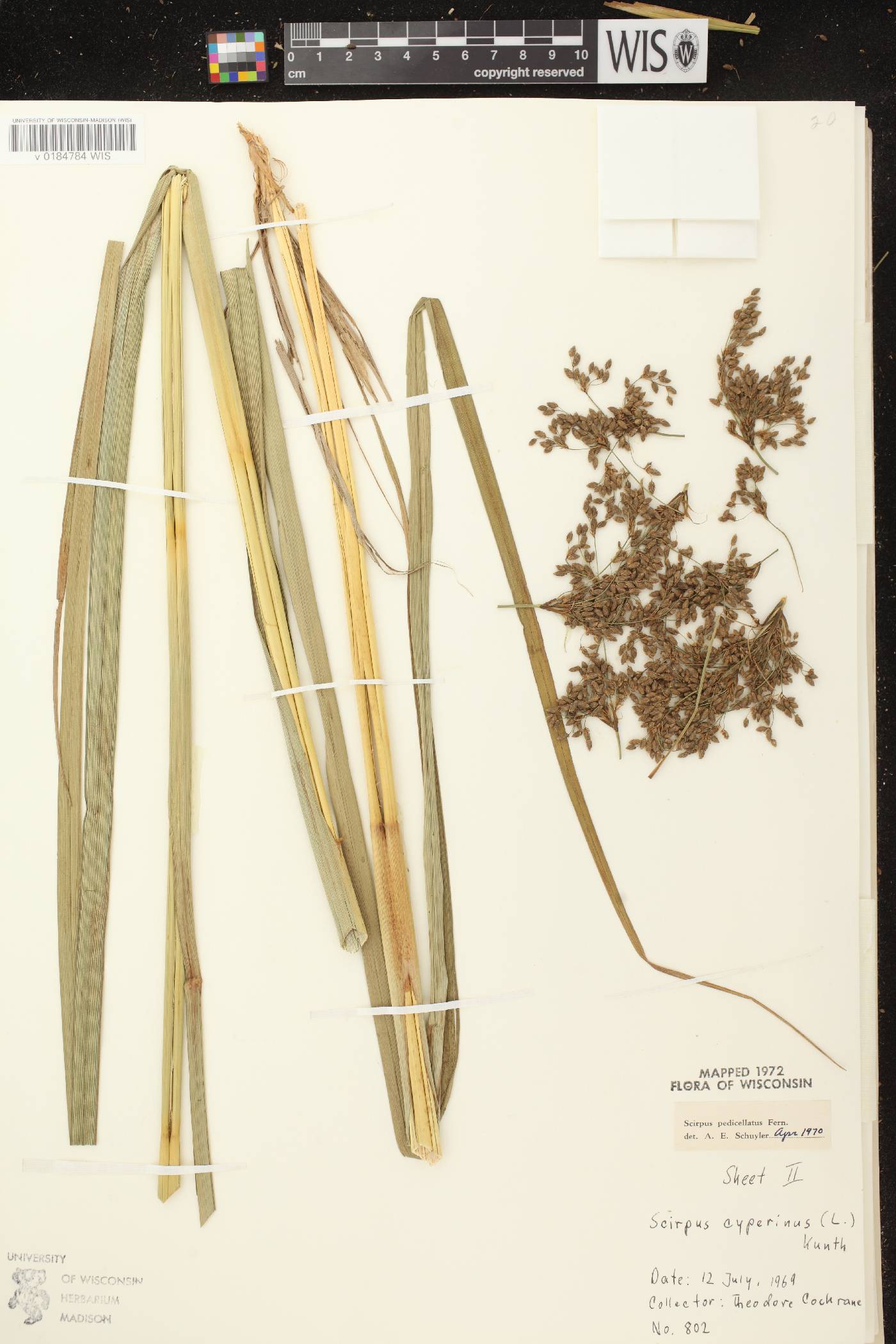 Scirpus pedicellatus image