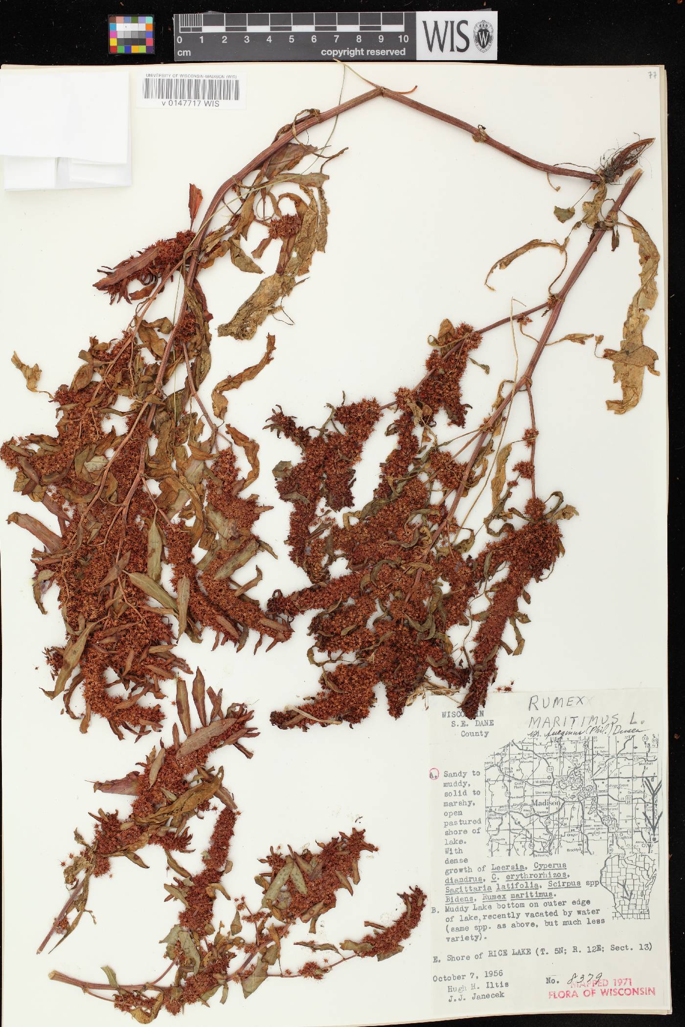 Rumex fueginus image