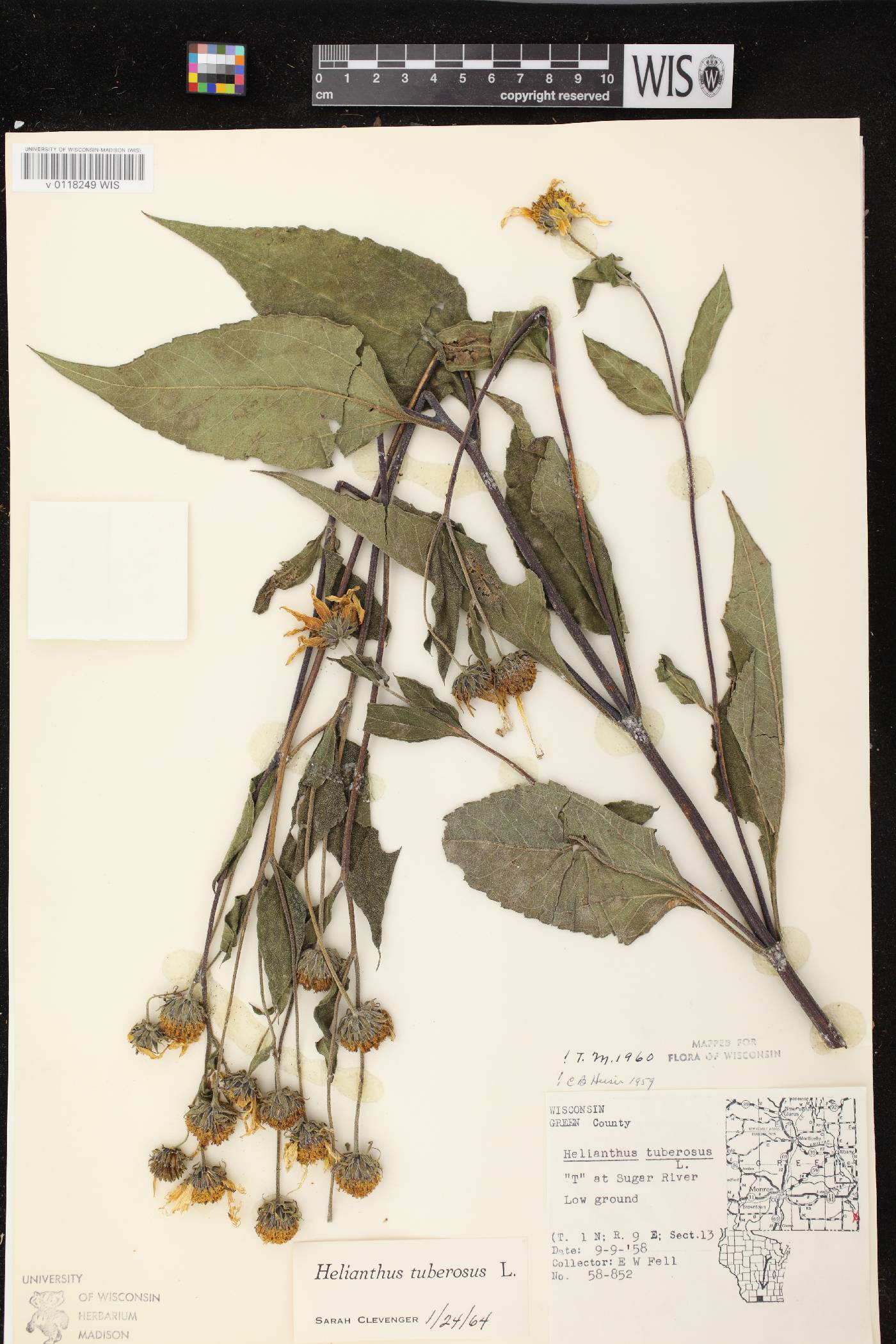 Helianthus tuberosus image