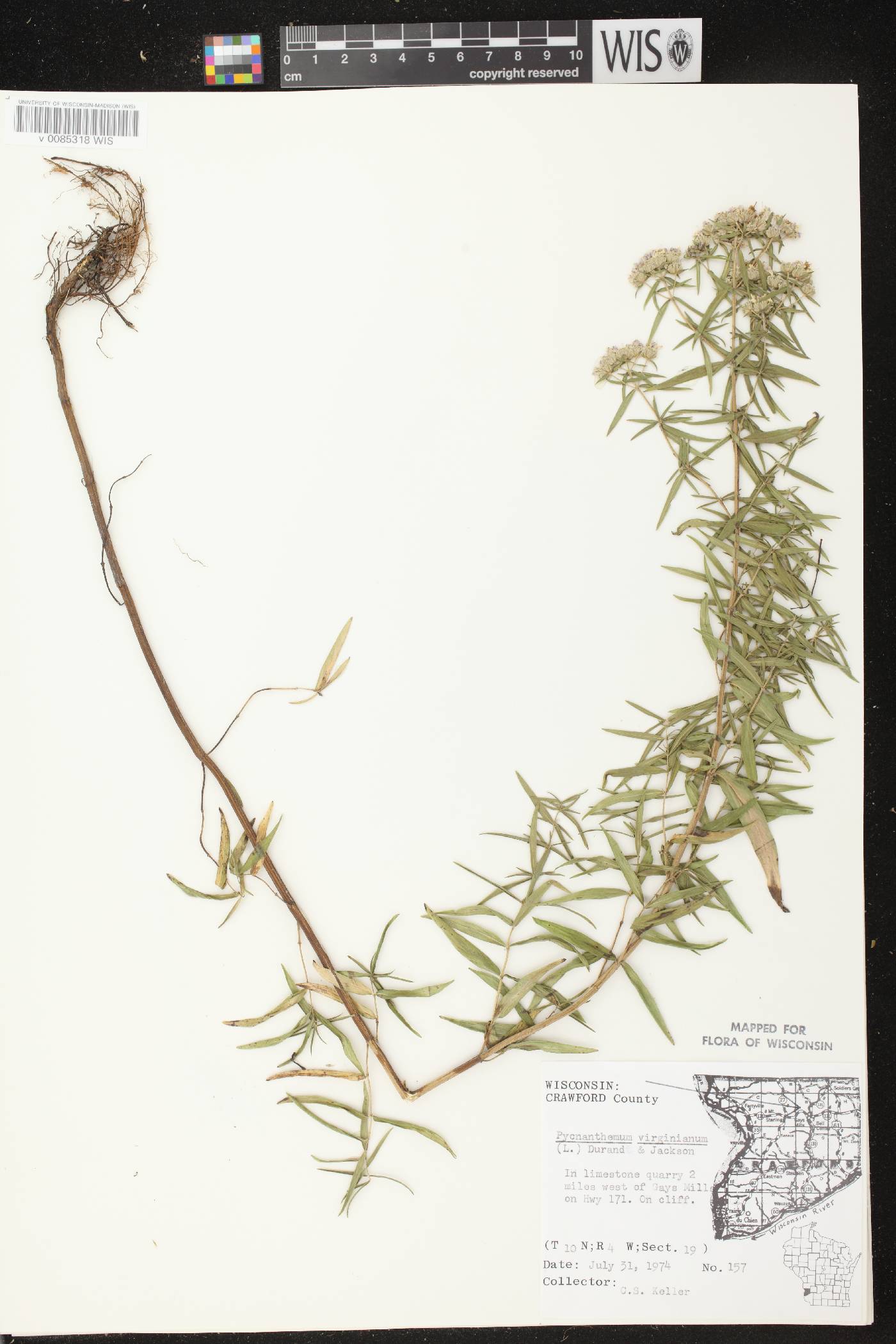 Pycnanthemum virginianum image