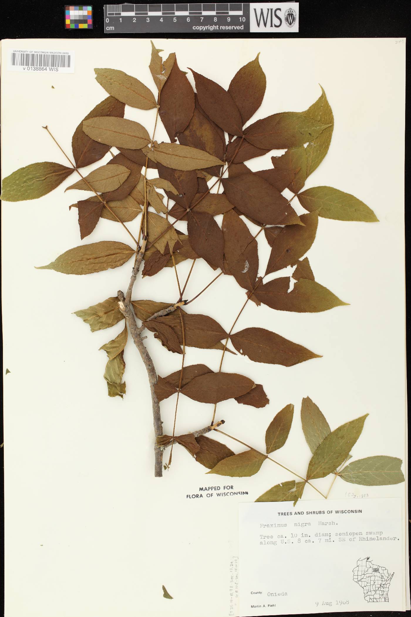 Fraxinus nigra image