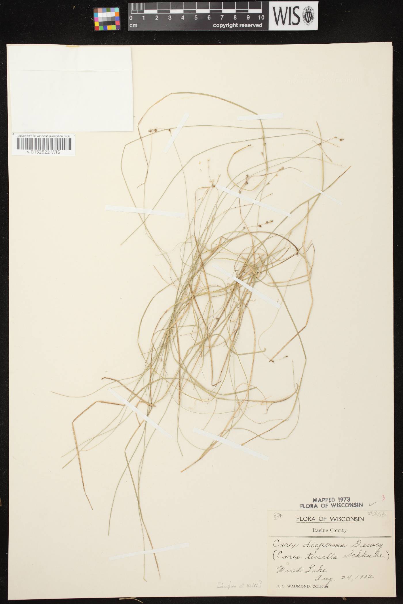 Carex disperma image