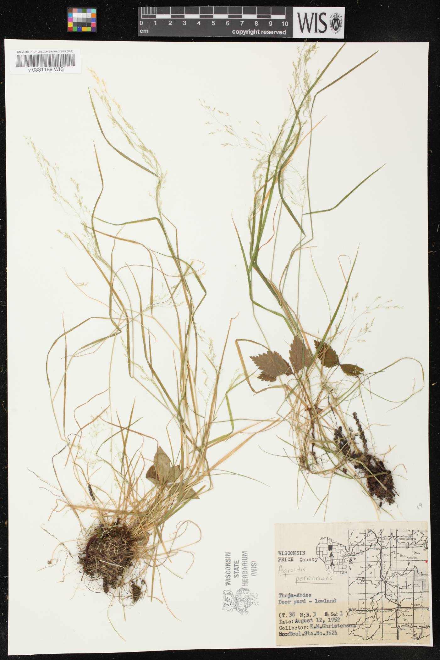 Agrostis perennans image