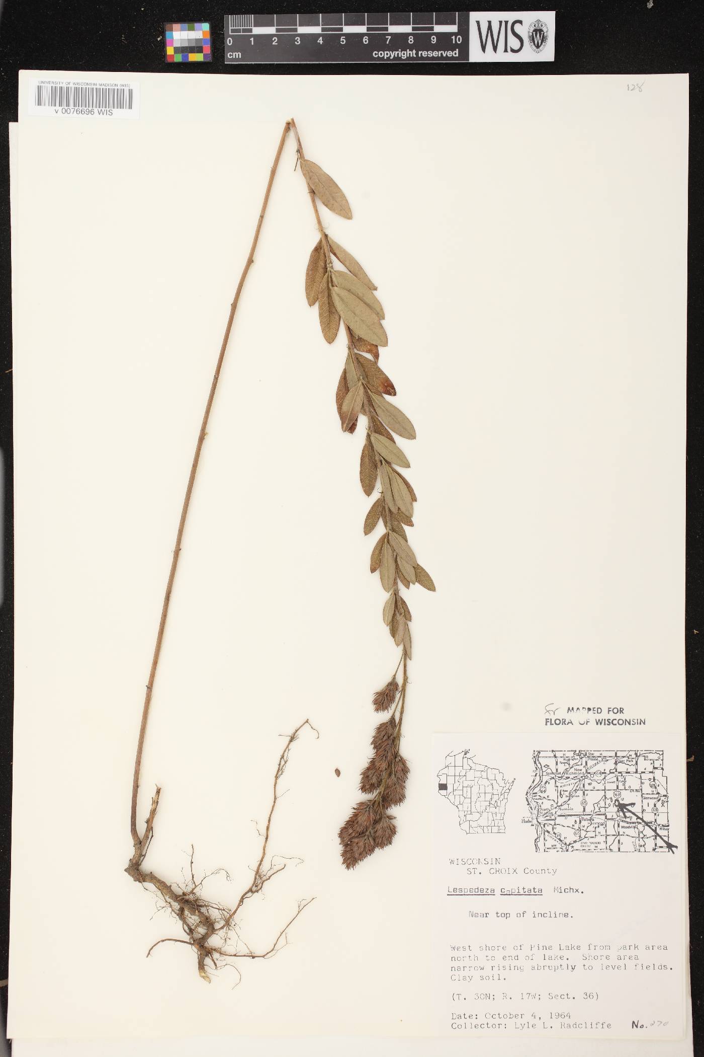 Lespedeza capitata image