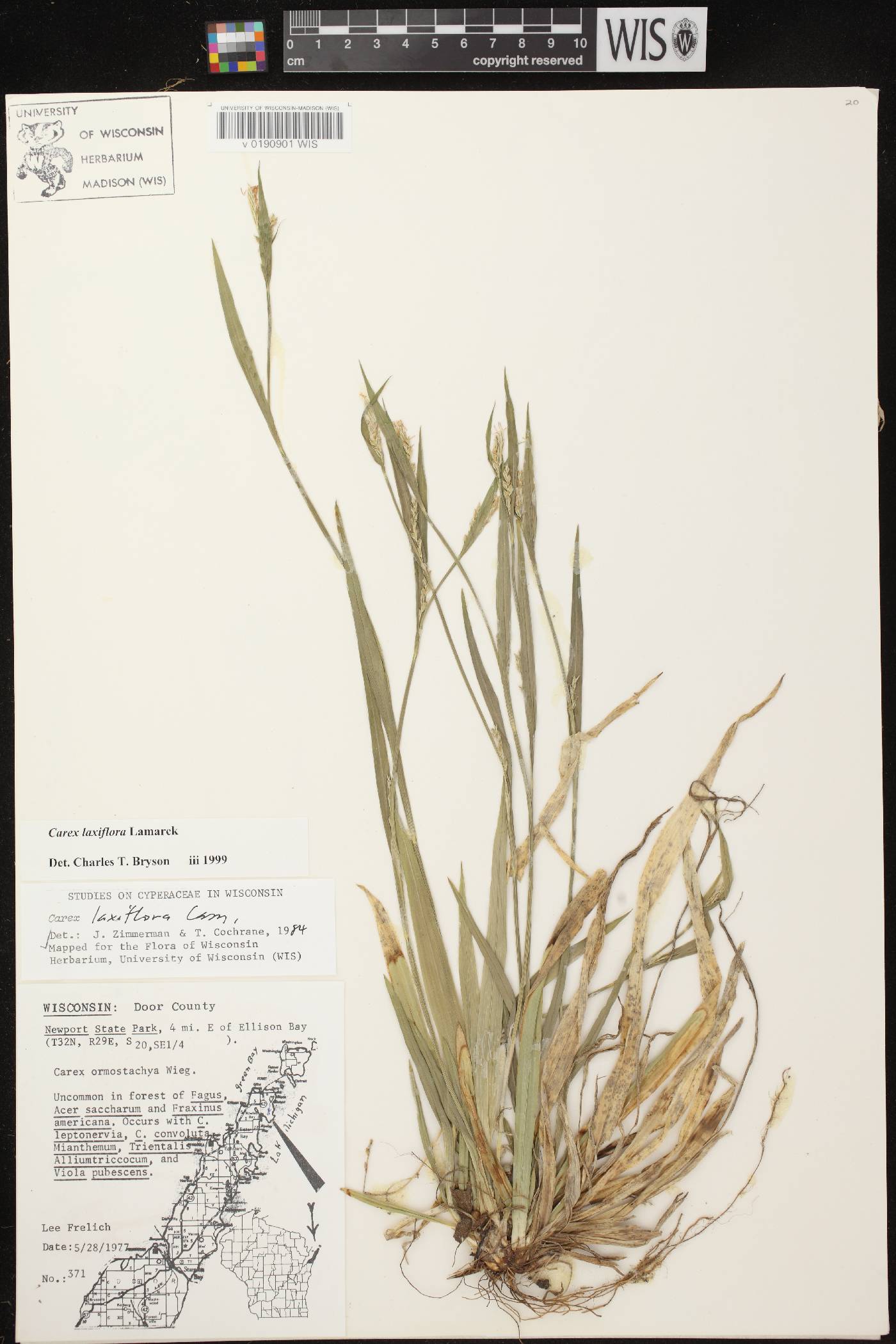 Carex laxiflora image