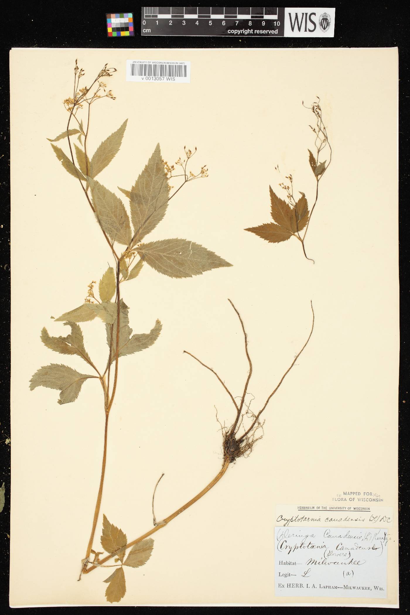 Cryptotaenia canadensis image