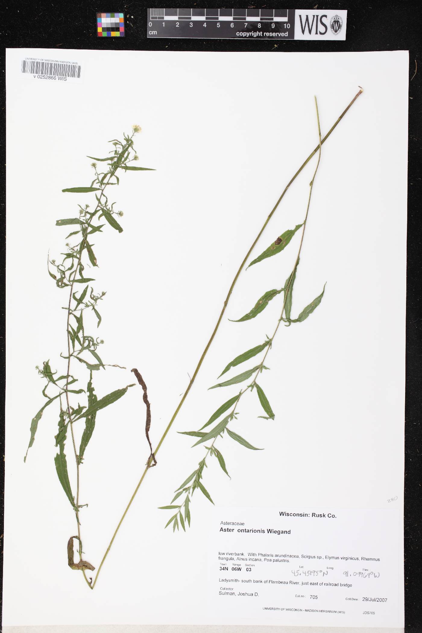Symphyotrichum ontarionis image