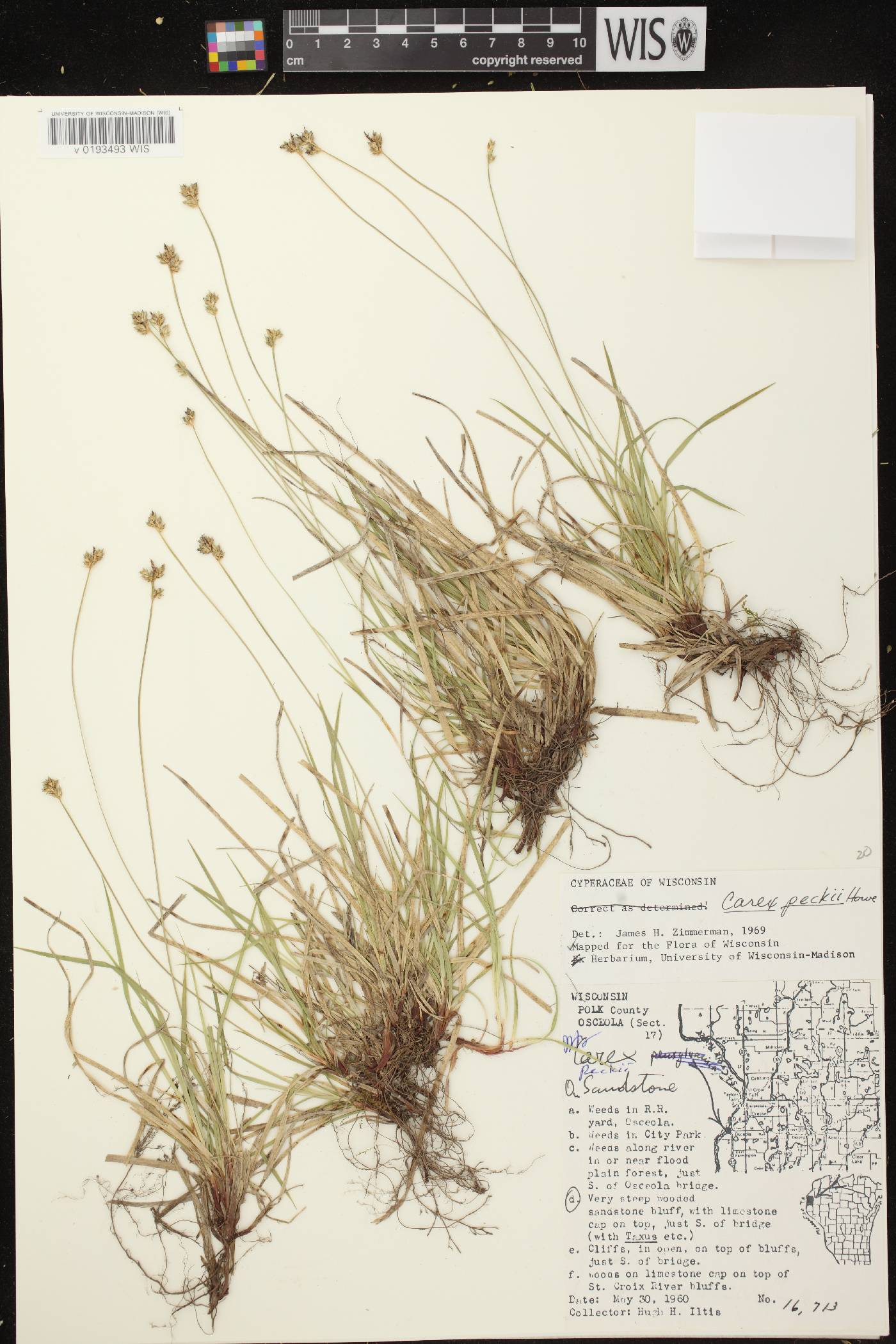 Carex peckii image