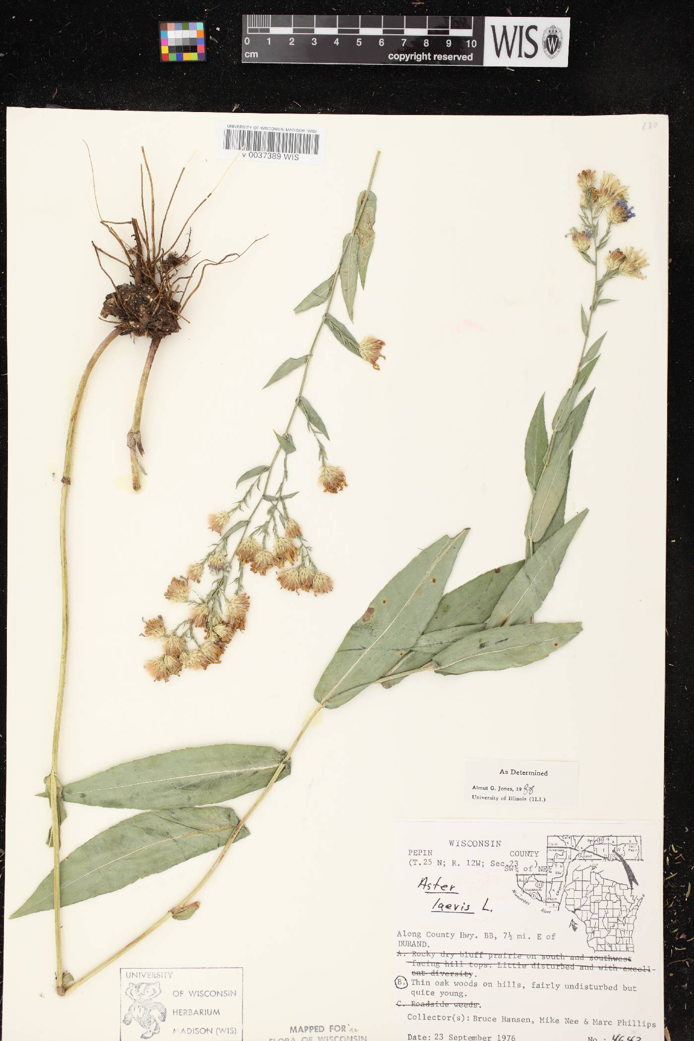 Symphyotrichum laeve image