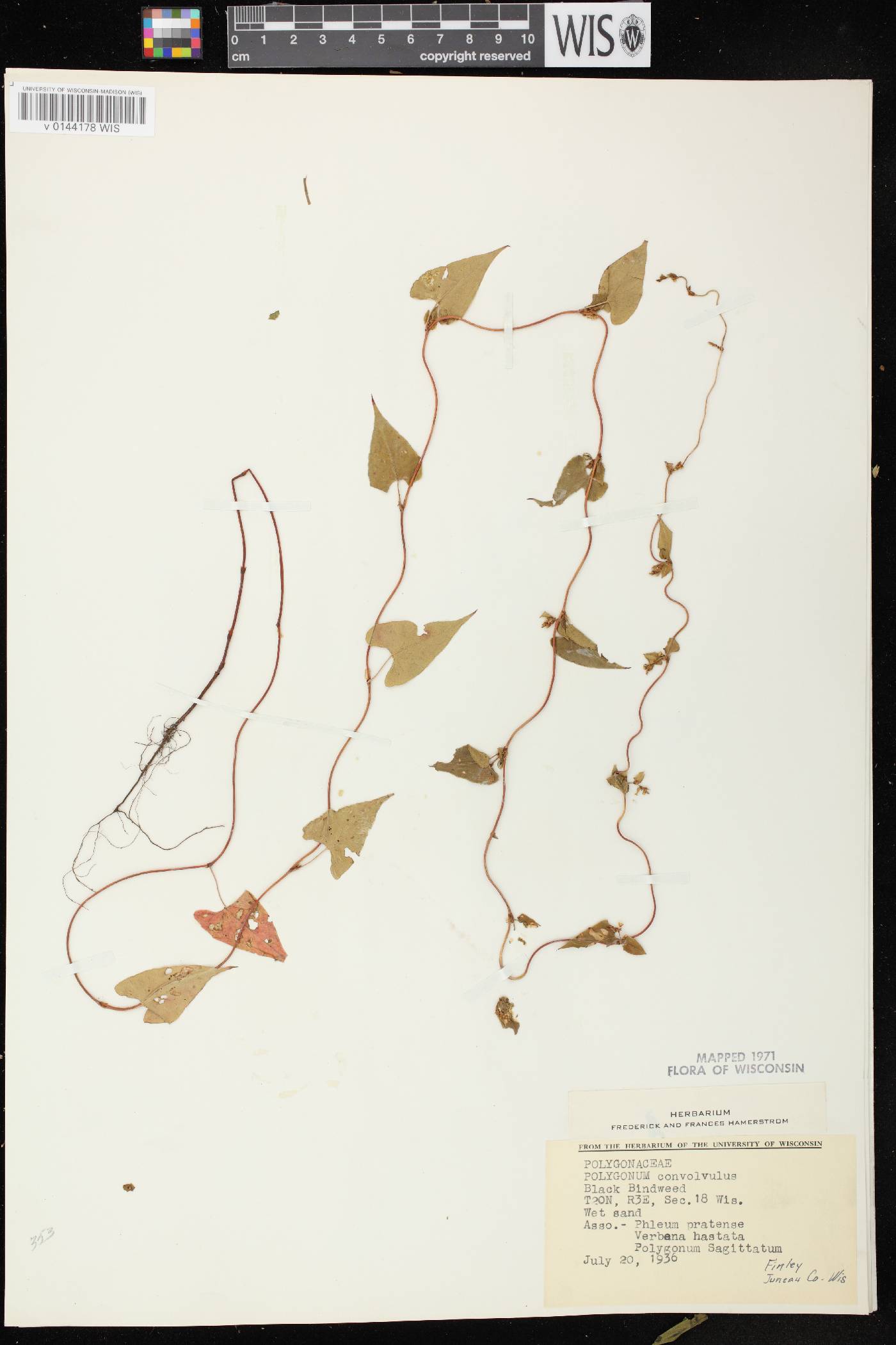 Fallopia convolvulus image