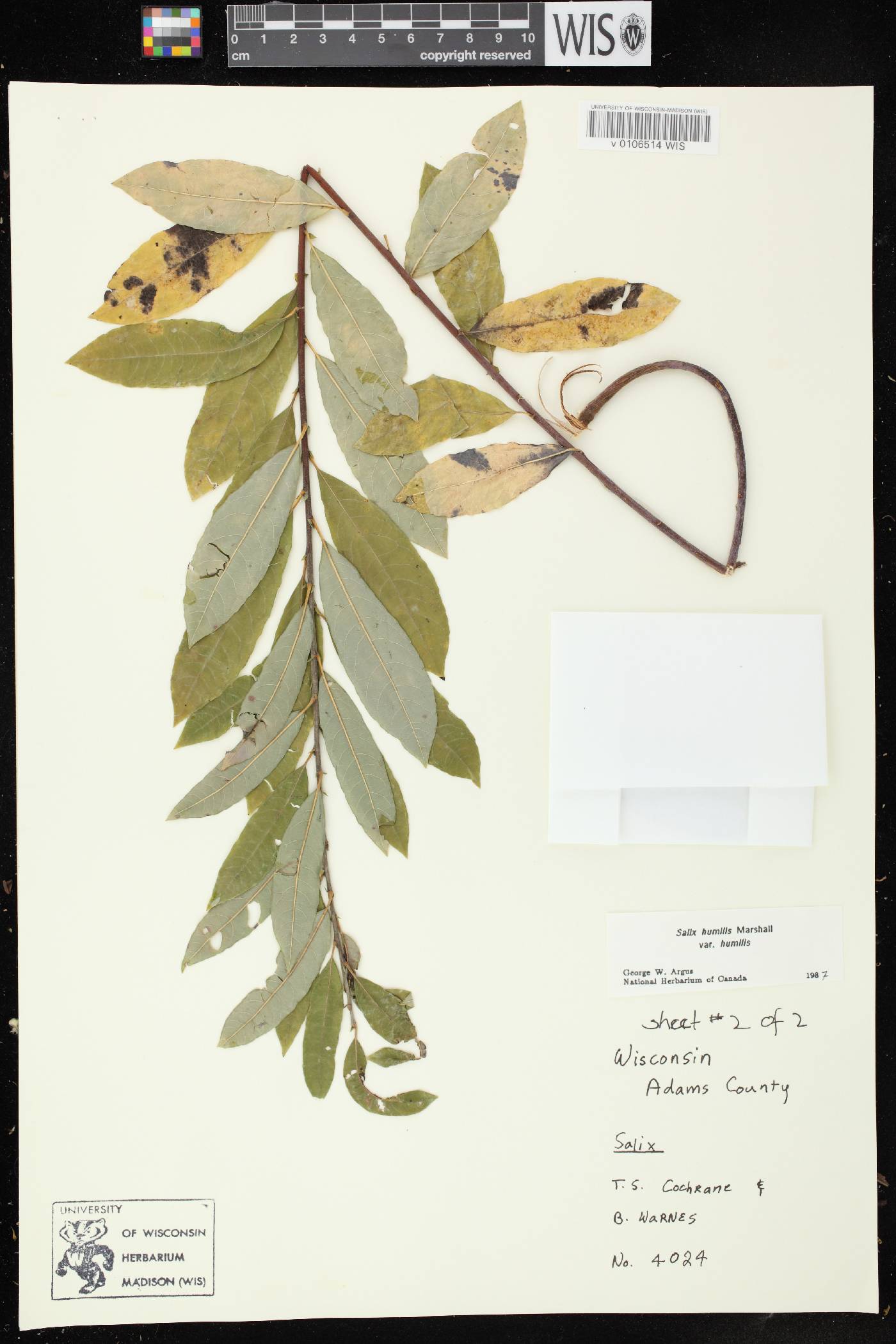 Salix humilis var. humilis image