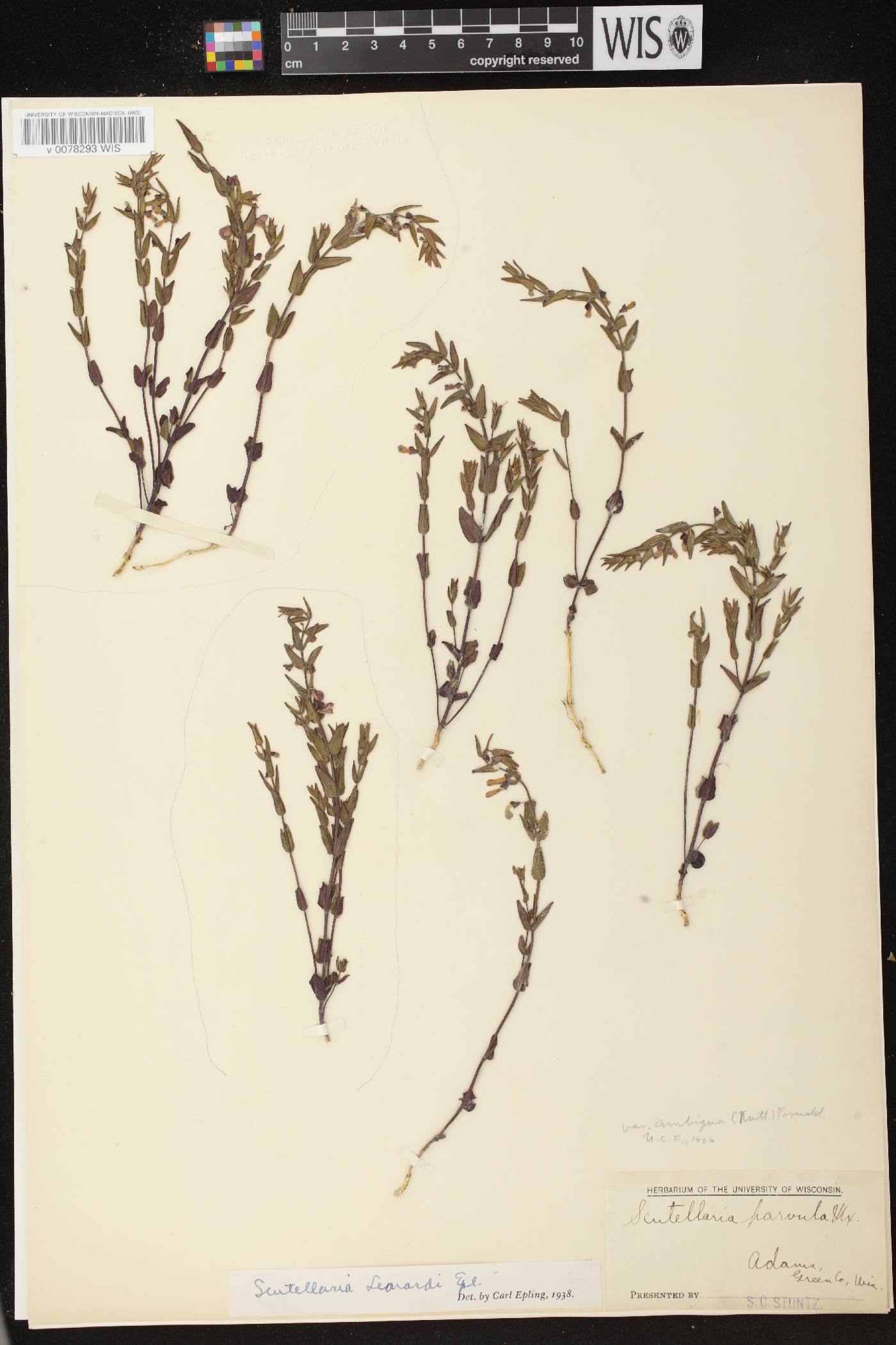 Scutellaria parvula var. missouriensis image