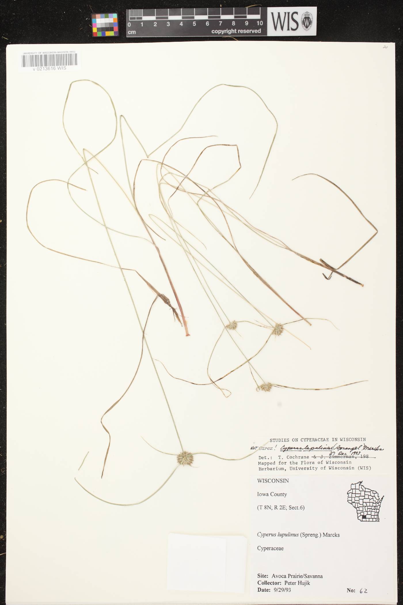 Cyperus lupulinus image