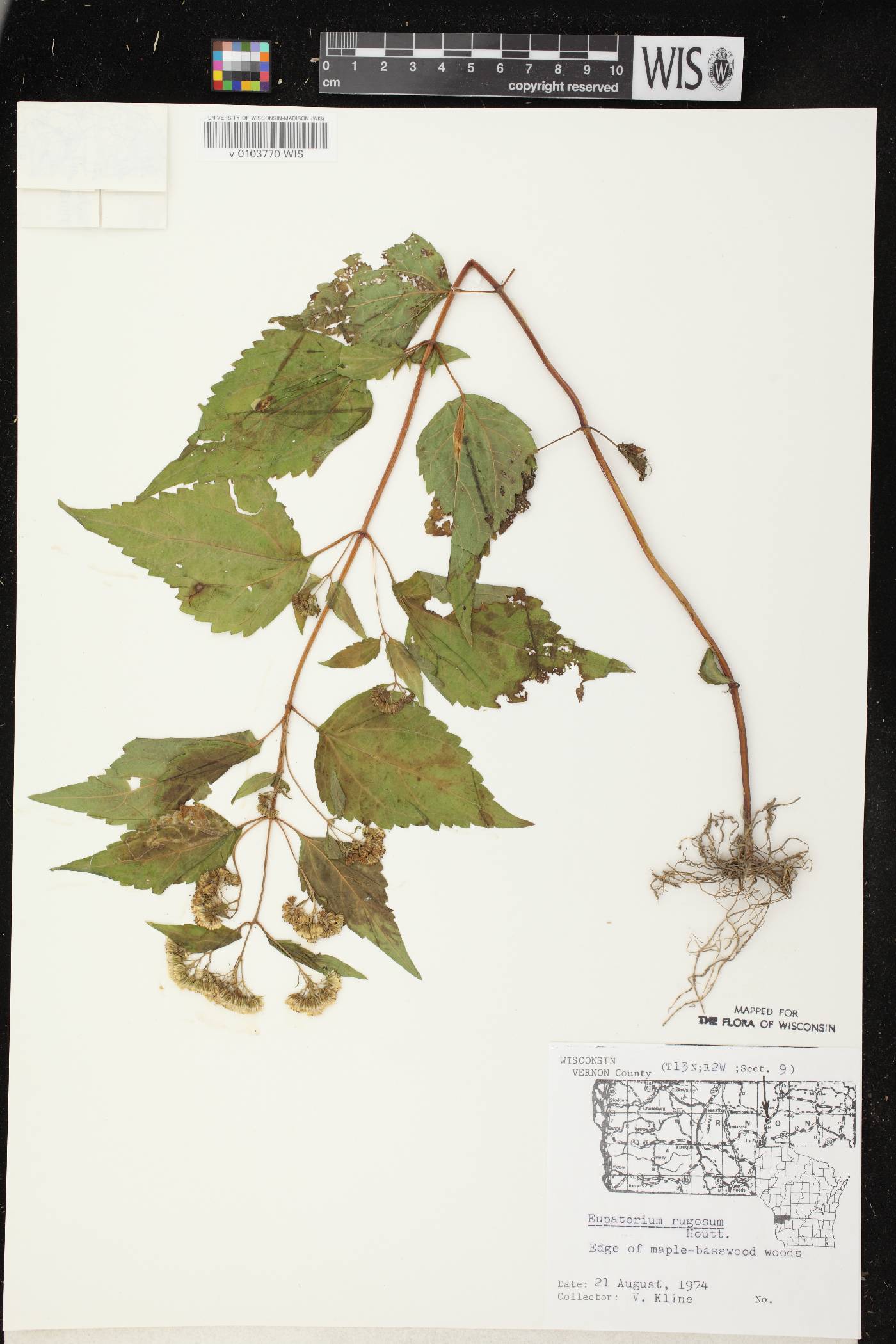 Ageratina altissima subsp. altissima image
