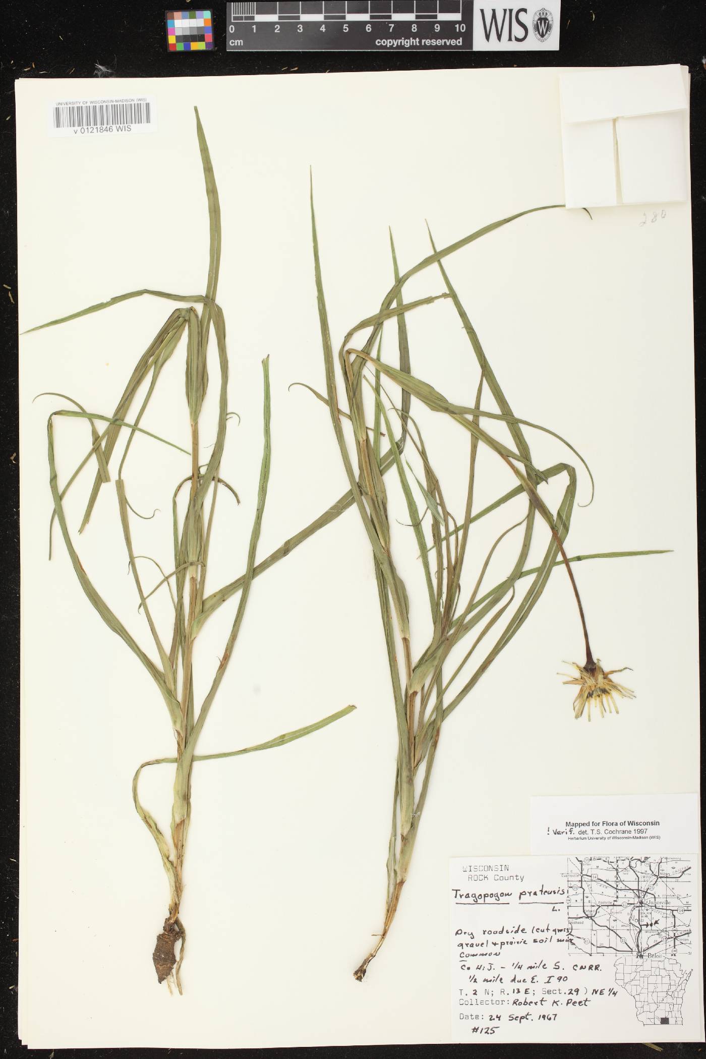 Tragopogon pratensis image