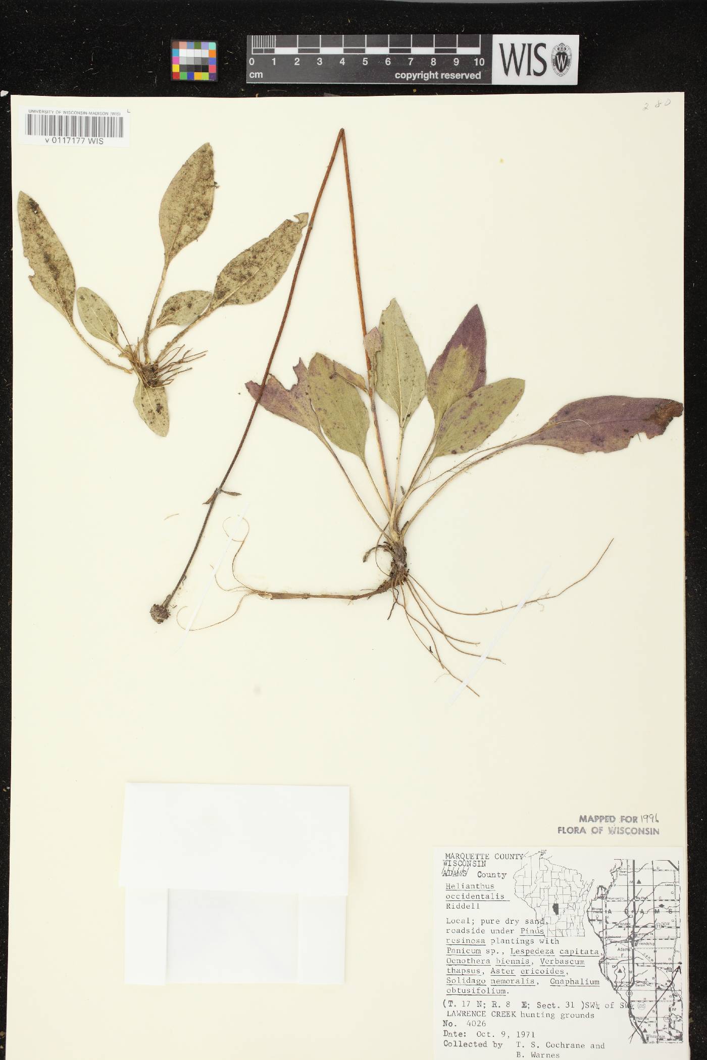 Helianthus occidentalis subsp. occidentalis image