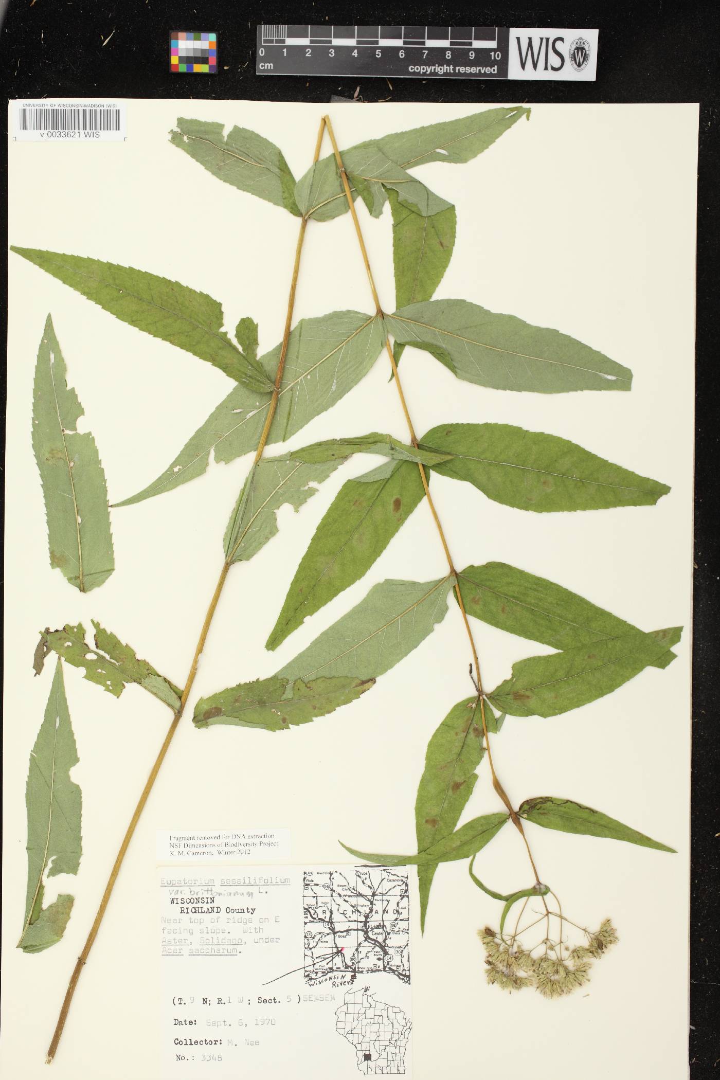 Eupatorium sessilifolium image