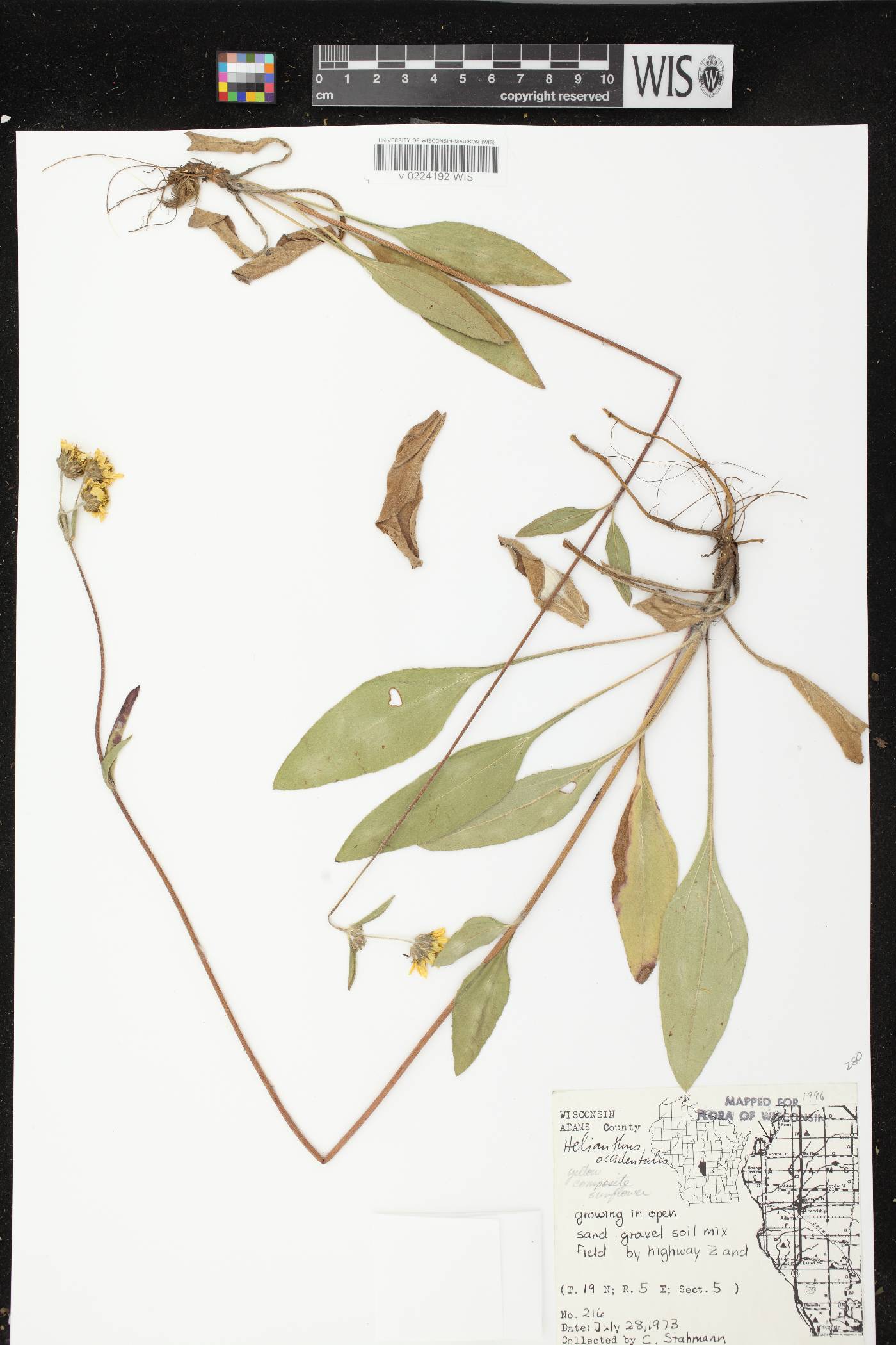 Helianthus occidentalis subsp. occidentalis image