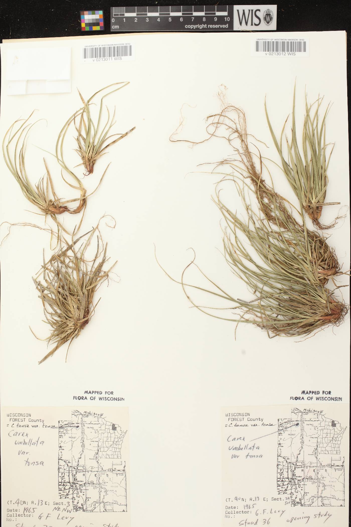Carex tonsa var. tonsa image