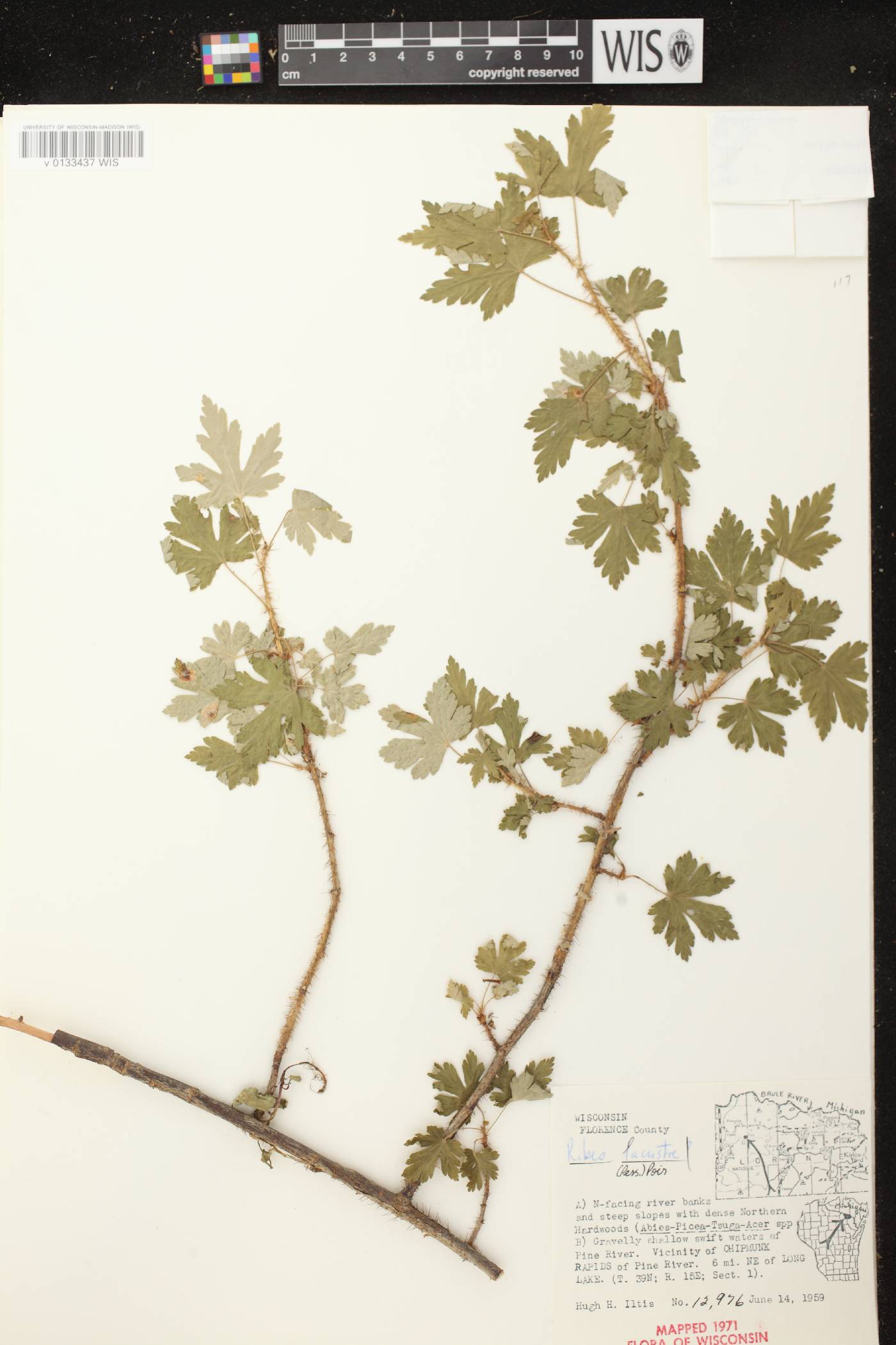 Ribes lacustre image