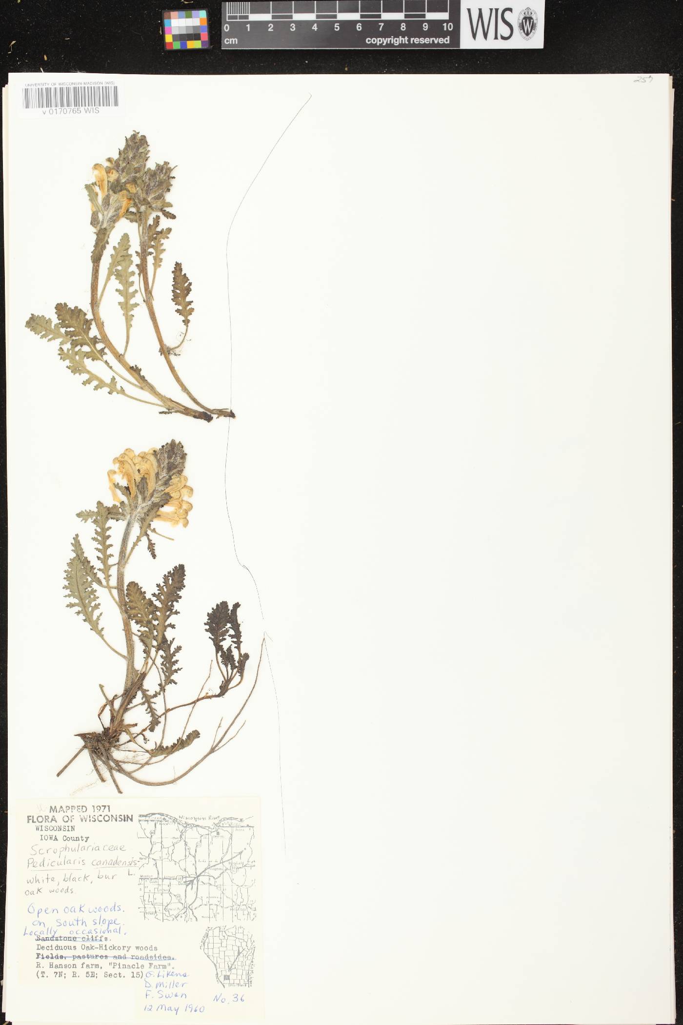 Pedicularis canadensis subsp. canadensis image