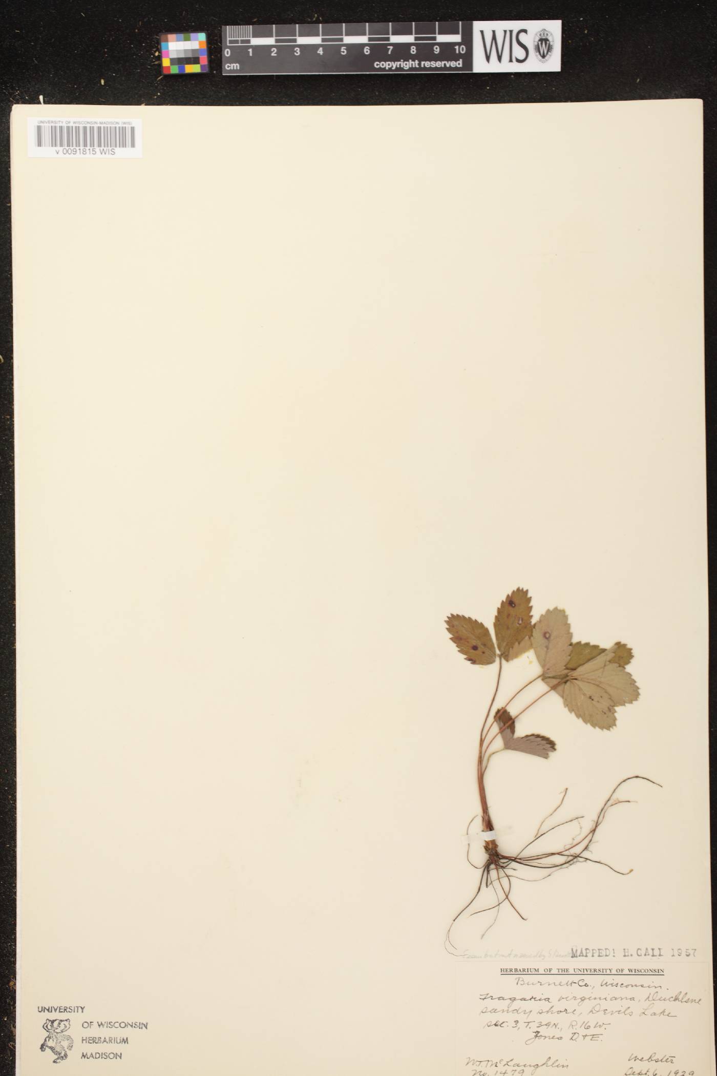 Fragaria virginiana image