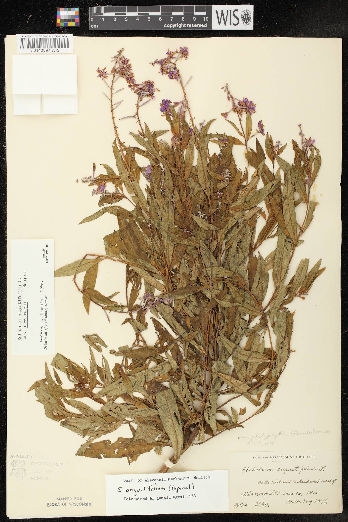 Chamerion angustifolium subsp. circumvagum image
