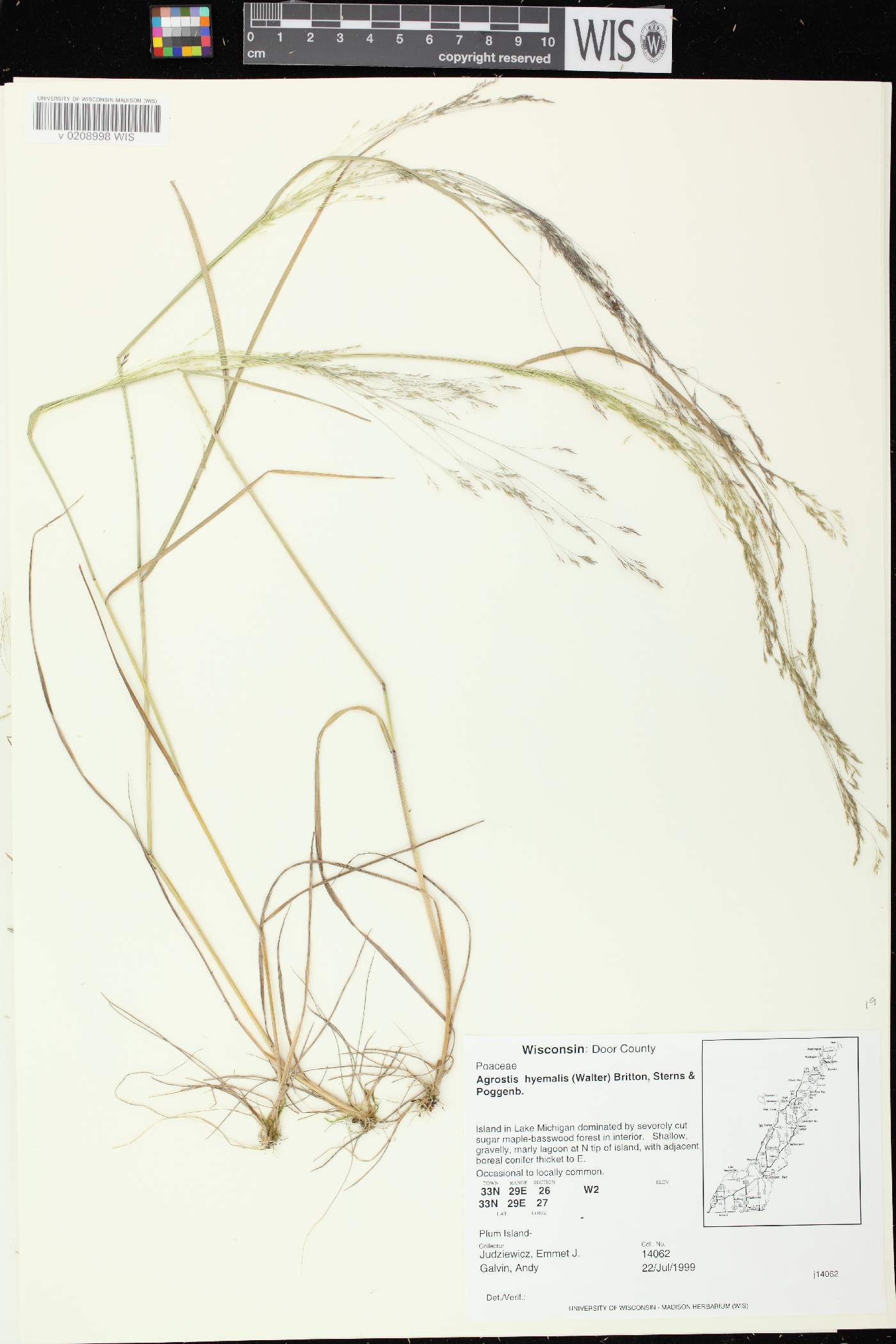 Agrostis hyemalis image